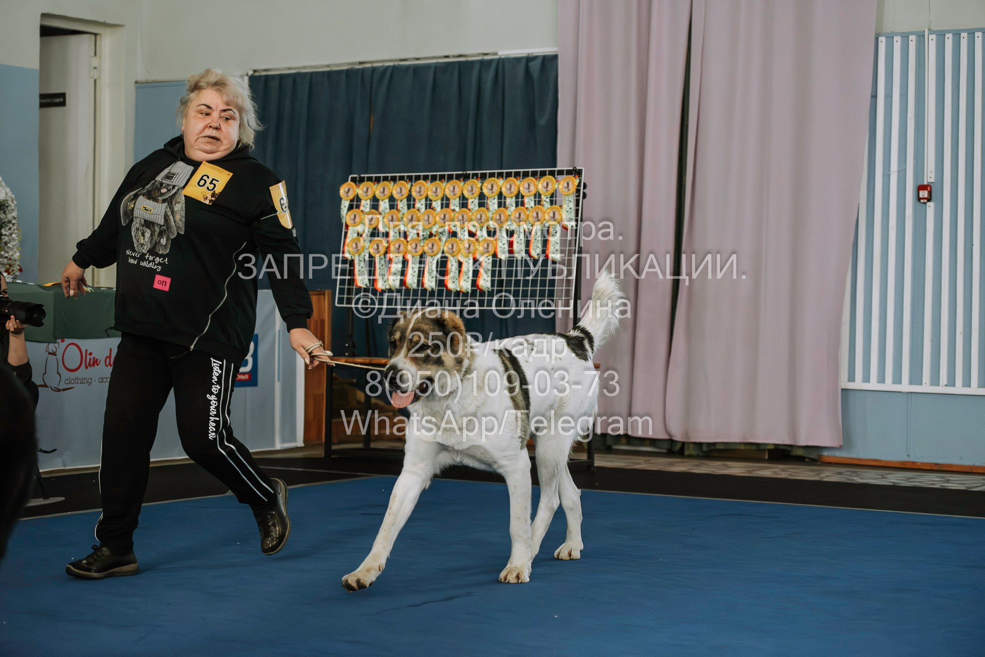Выставка собак Красноярск 29.10.2023. Фотограф Диана Оленина Красноярск / Братск