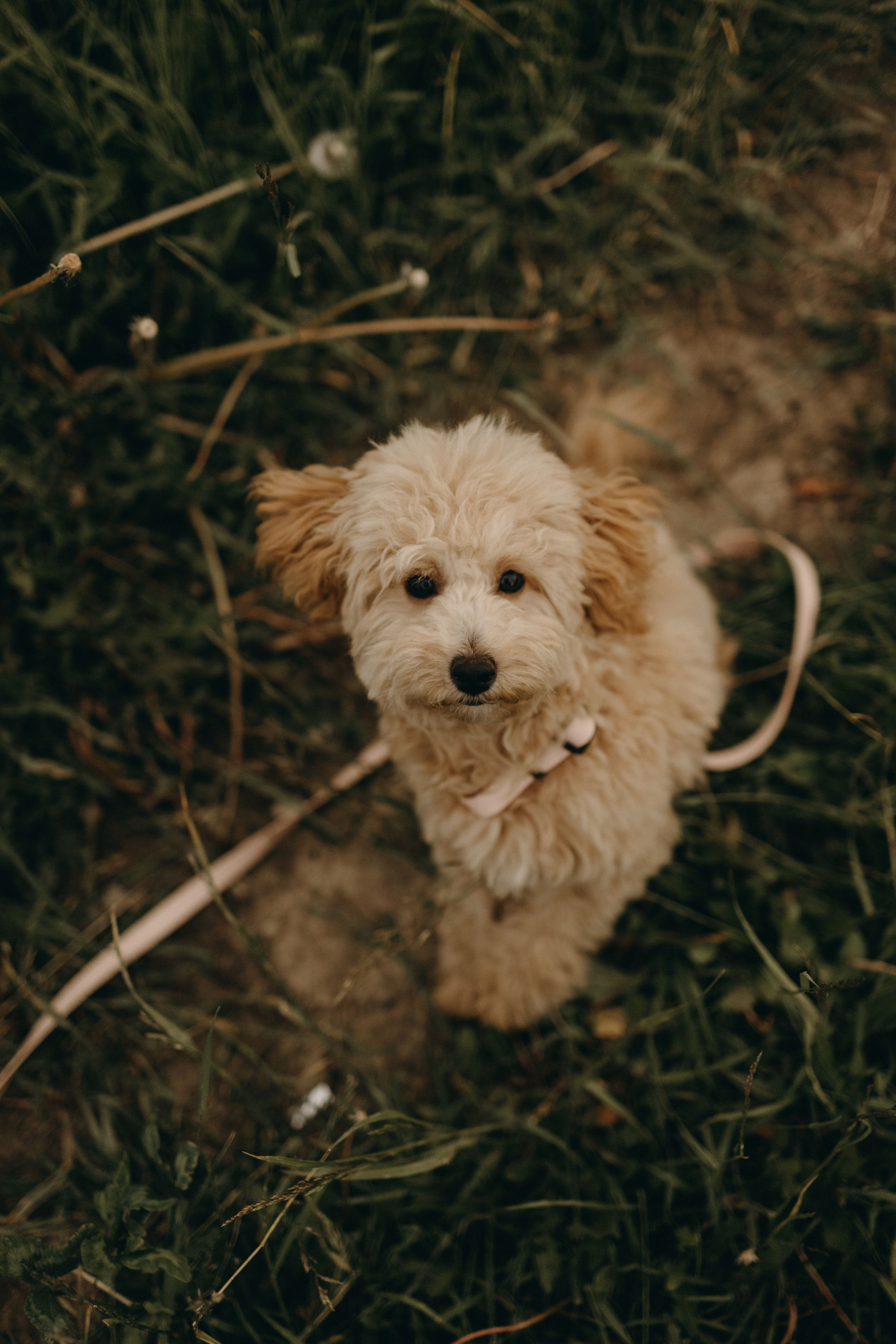 Мия и ее семья. Фотограф — Анималист | Санкт-Петербург