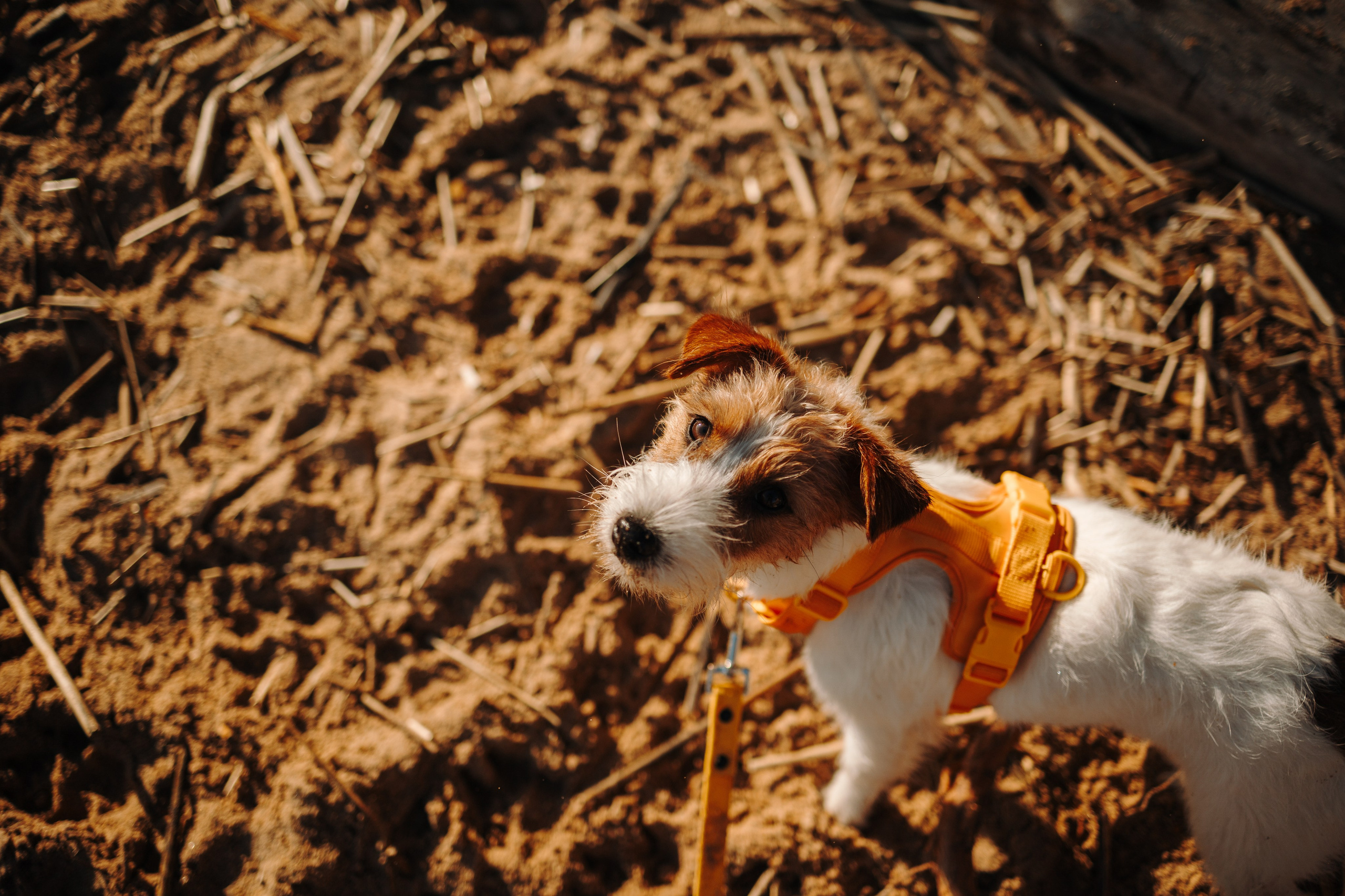Катя и ее девочки. Фотограф — Анималист | Санкт-Петербург