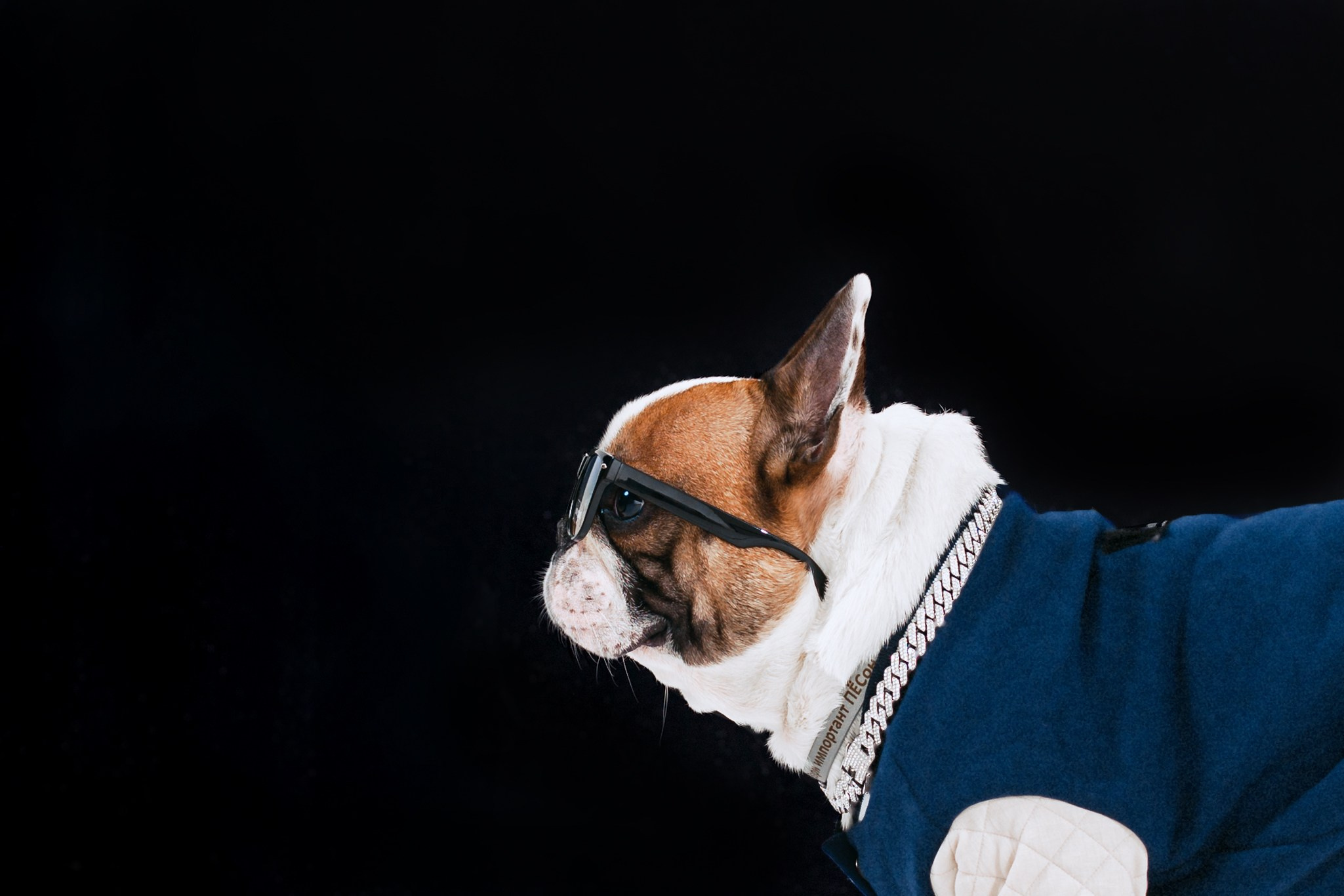 Пижамная вечеринка французских бульдогов и их хозяев. Фотограф-анималист Татьяна Степанова