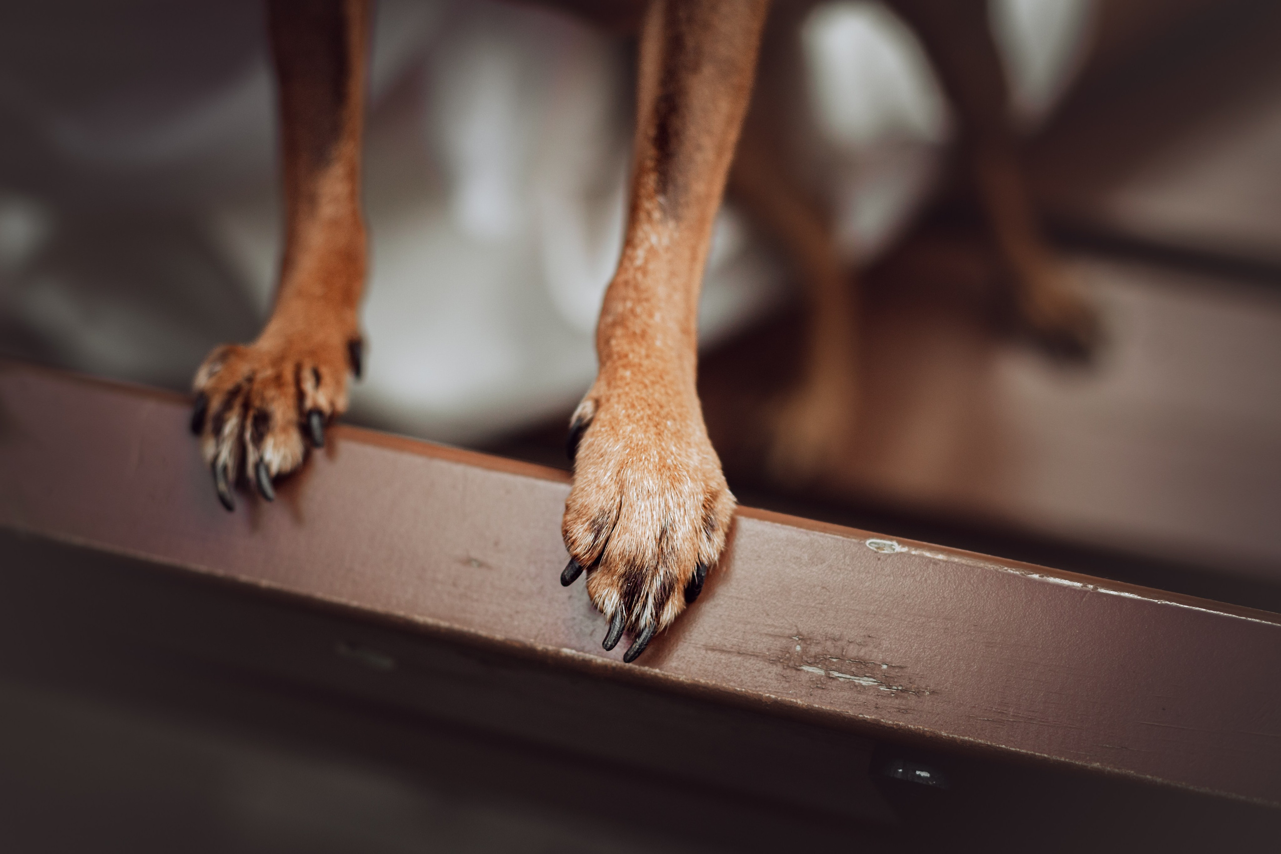 Фотограф-анималист Татьяна Степанова