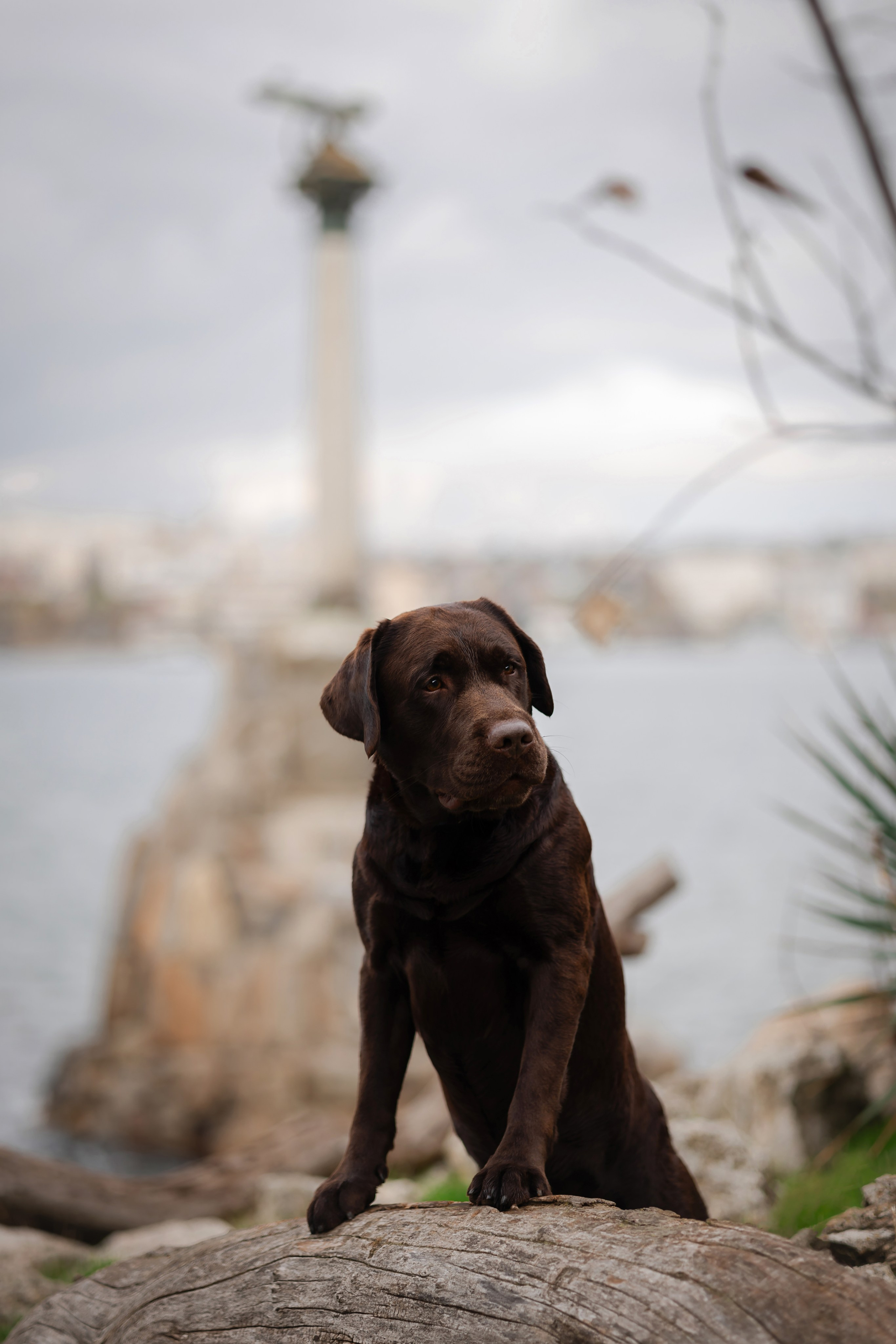 Фотосессия в центре Севастополя. Фотограф-анималист в Краснодаре Маша Мельникова