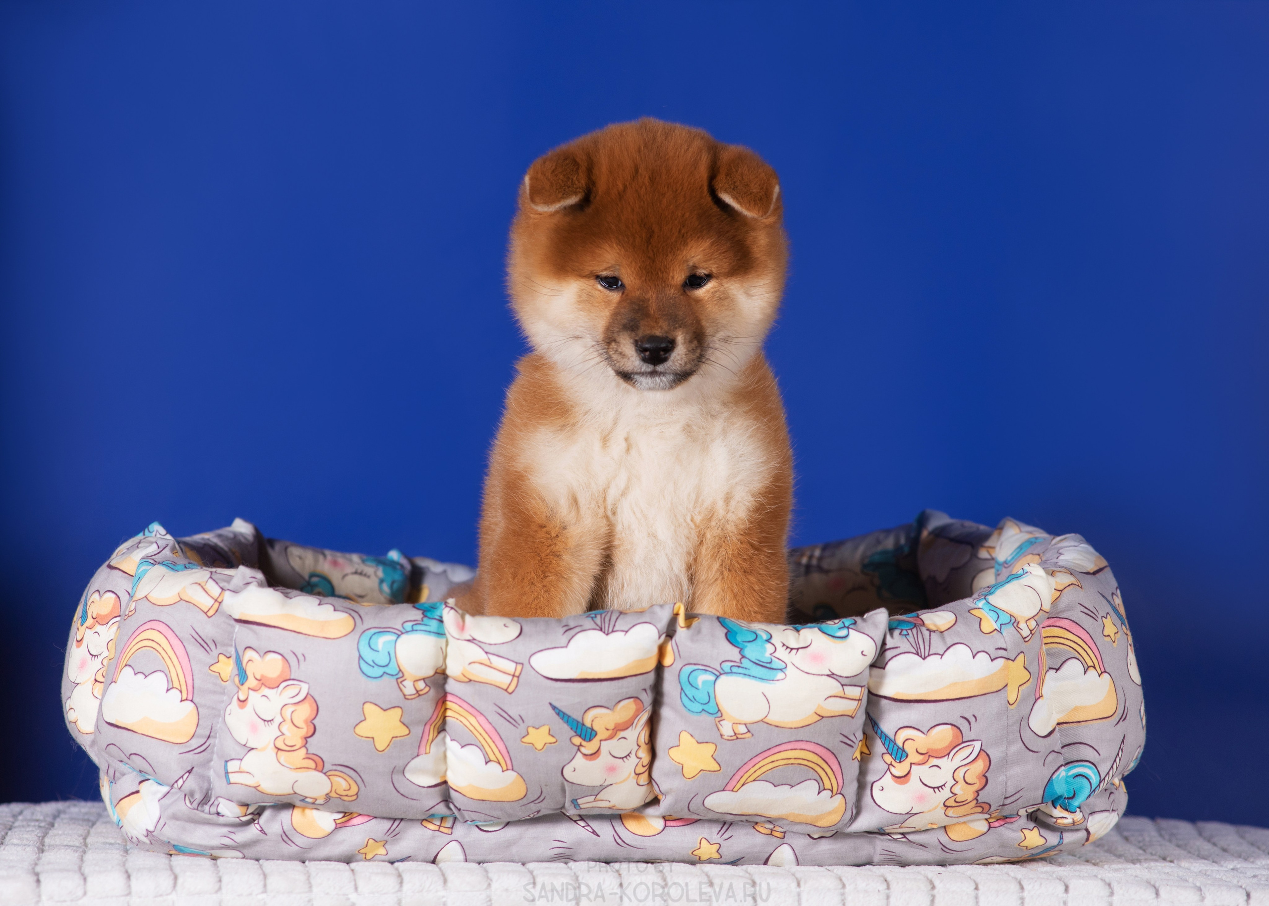 Милые щеночки. Дог-фотограф в Тюмени Александра Королева