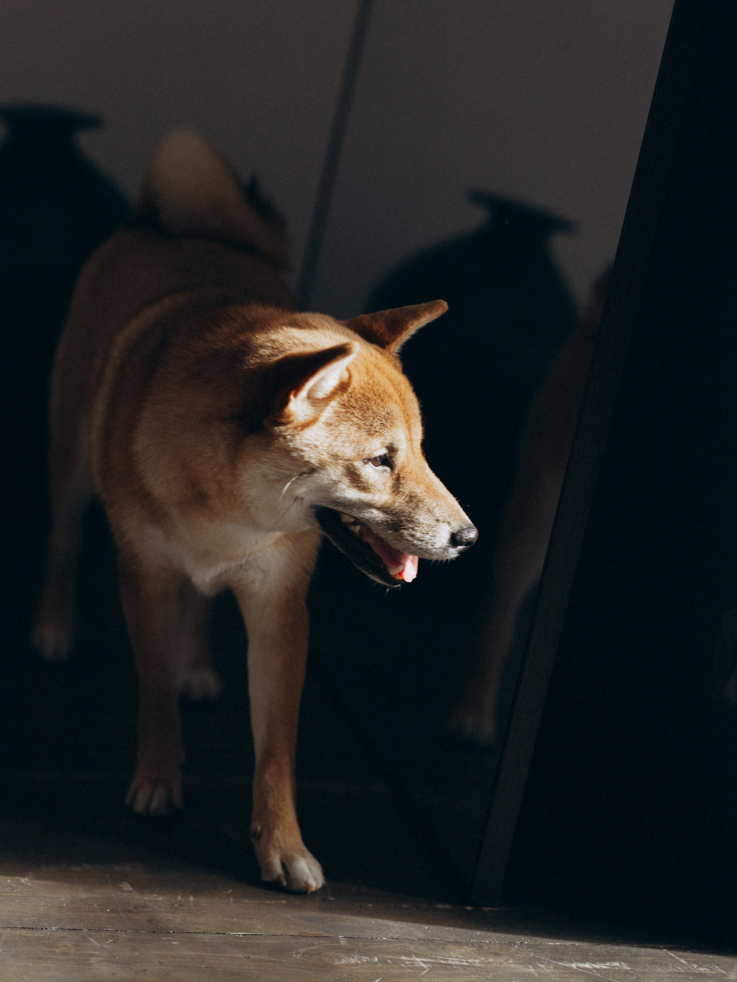 Мика и Настя. Фотограф-анималист в Москве Кириллова Татьяна