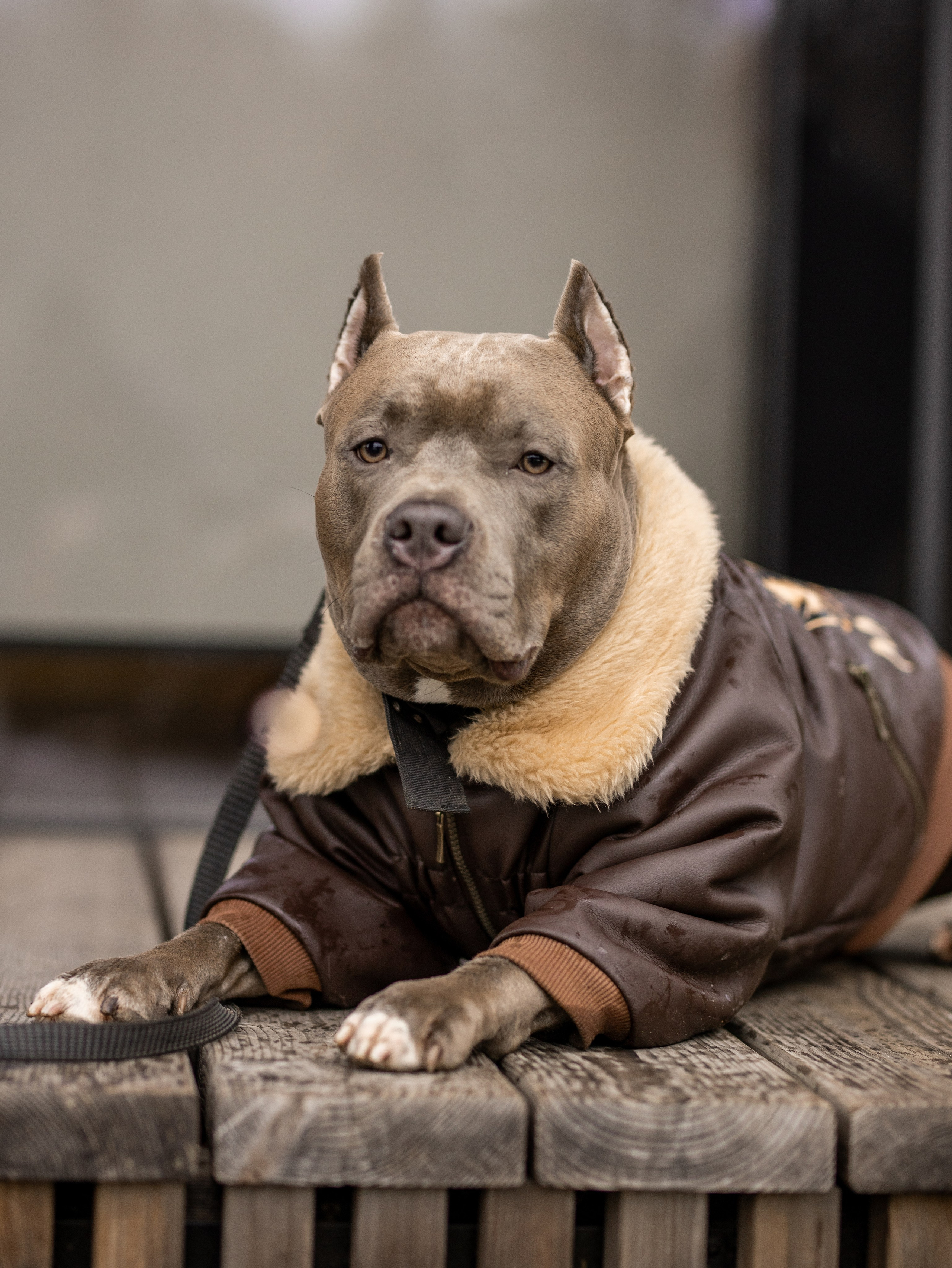 Зевс и Мария. Фотограф-анималист в Москве Кириллова Татьяна