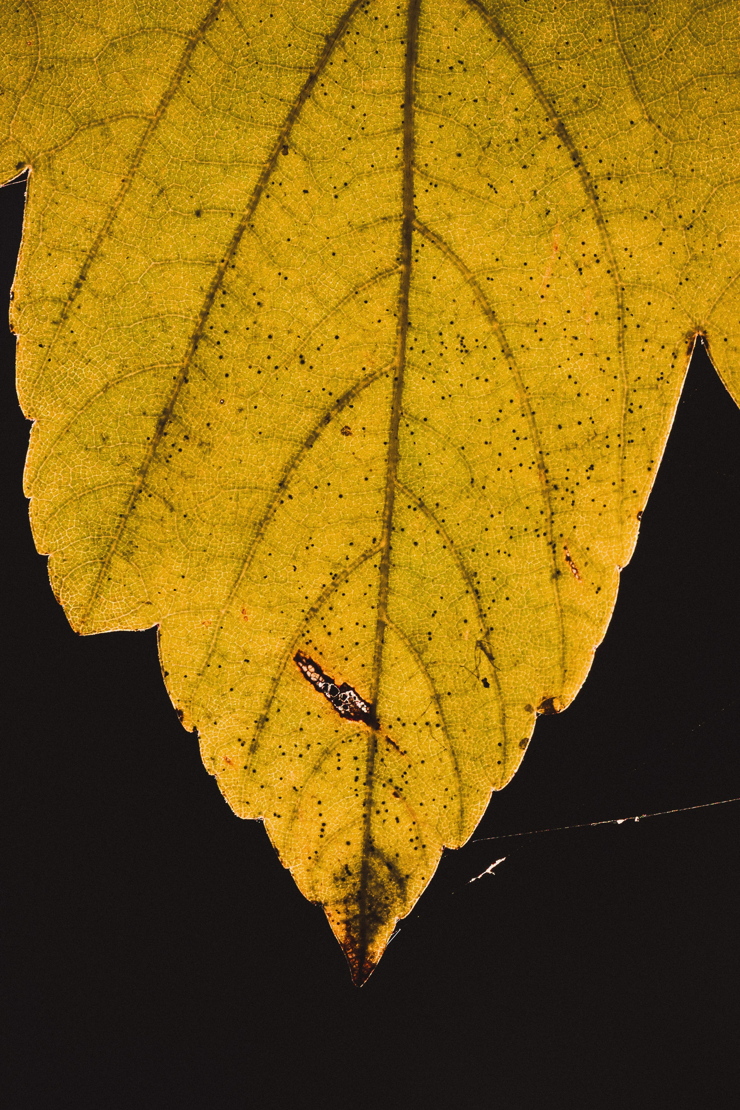 М А К Р О. — Digital Noise —