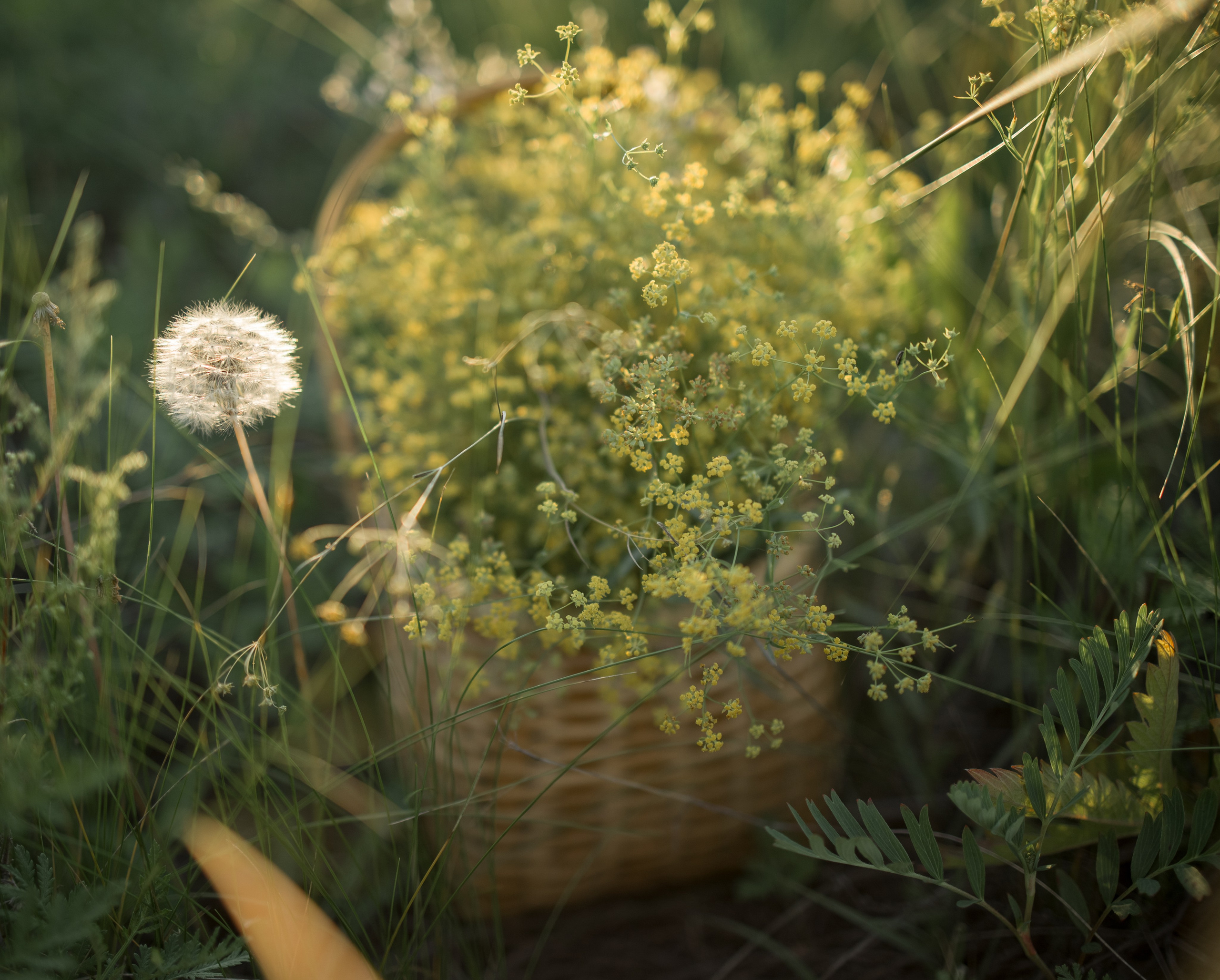 Вероника. Фотограф Юлия Левандовская, п.Ясногорск