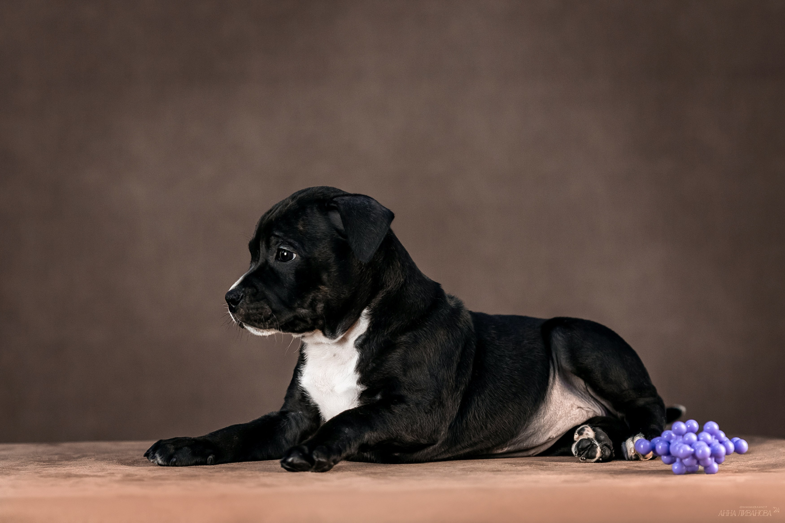 Стаффи. Фотограф анималист Аня Ливанова | Рыбинск