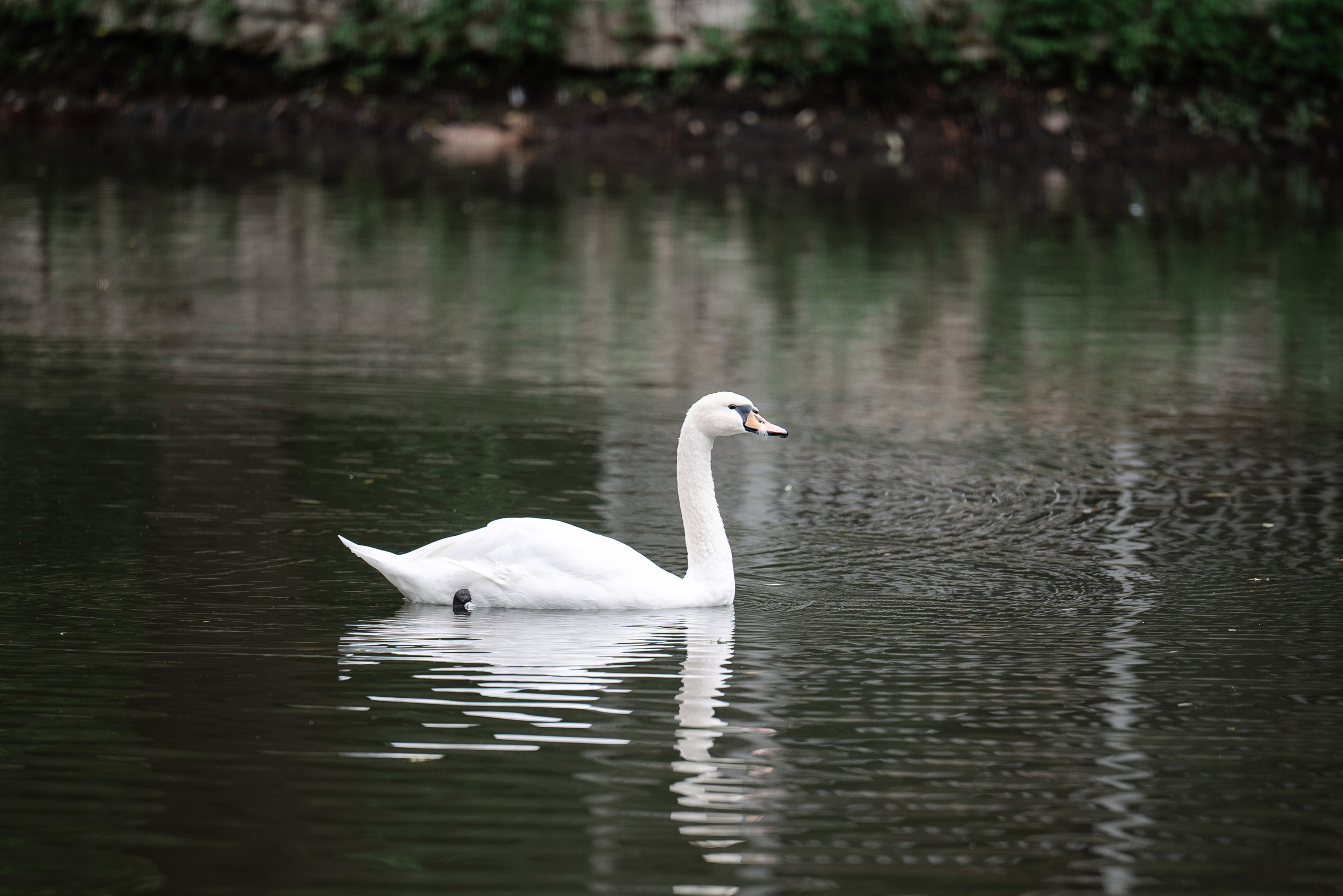 Софья и Максим в Скорняково. Свадебный и портретный фотограф в Липецке Юлия Свит