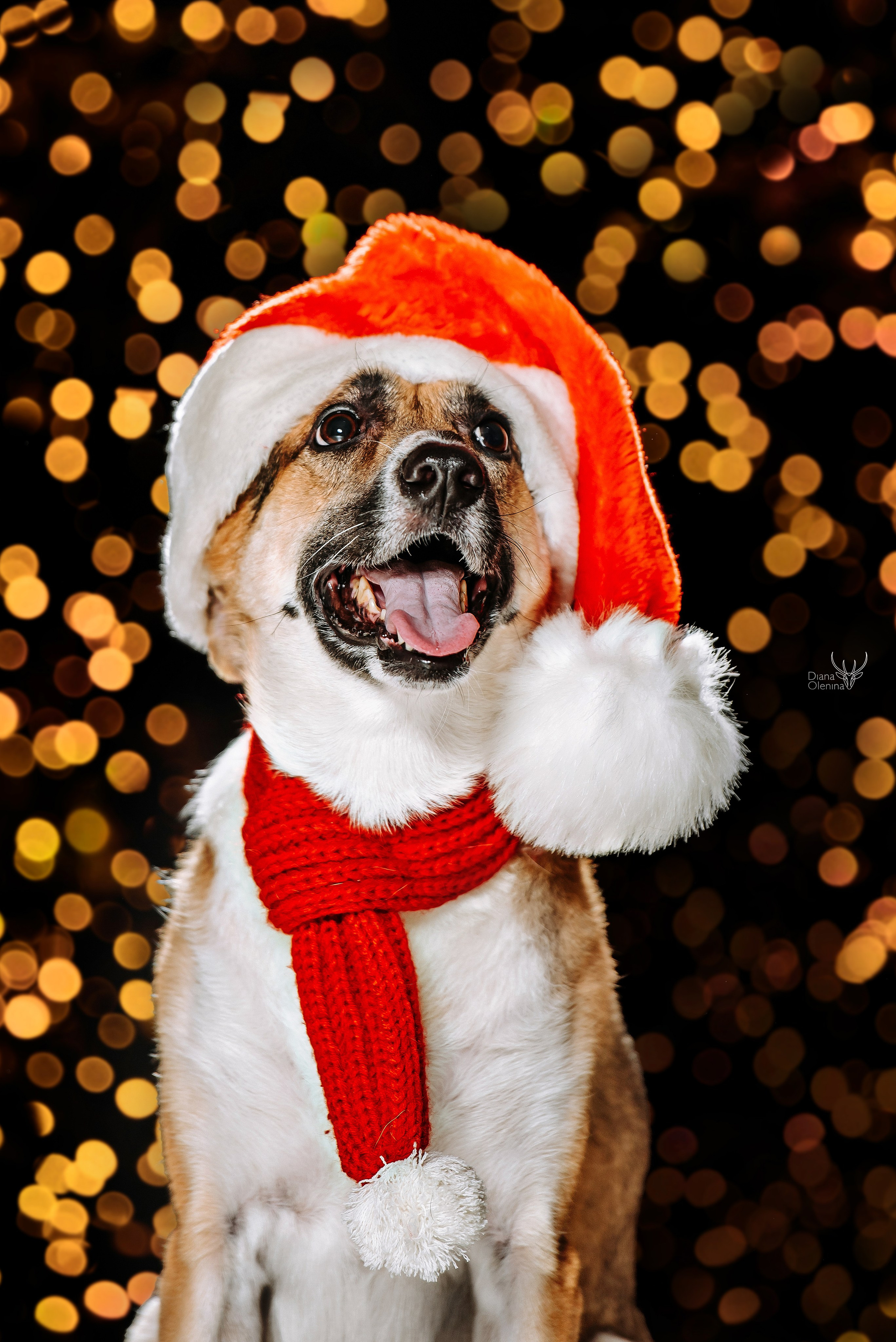 Собаки фоны. Фотограф Диана Оленина Красноярск / Братск