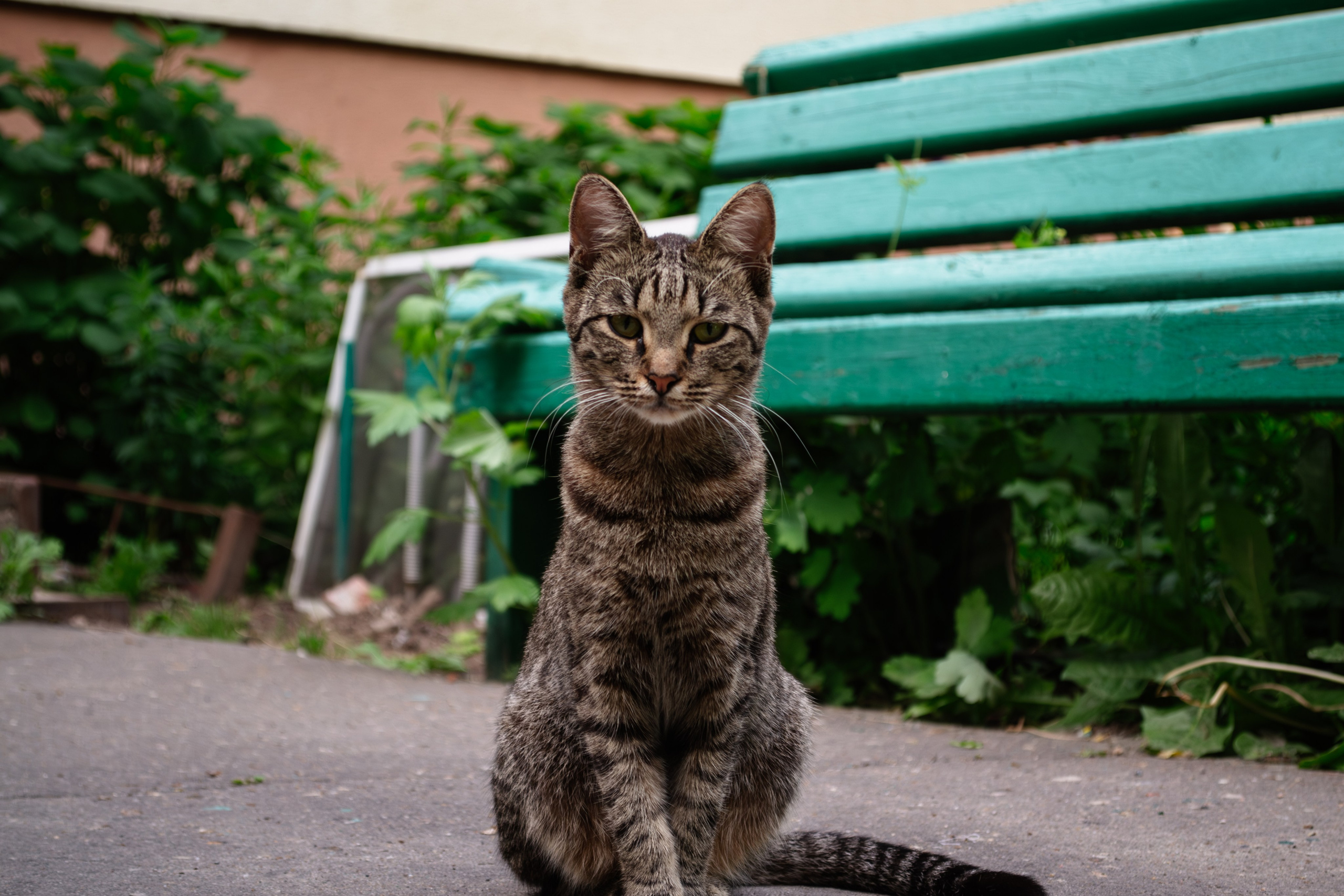 Cats.2. Dumshap | думшап