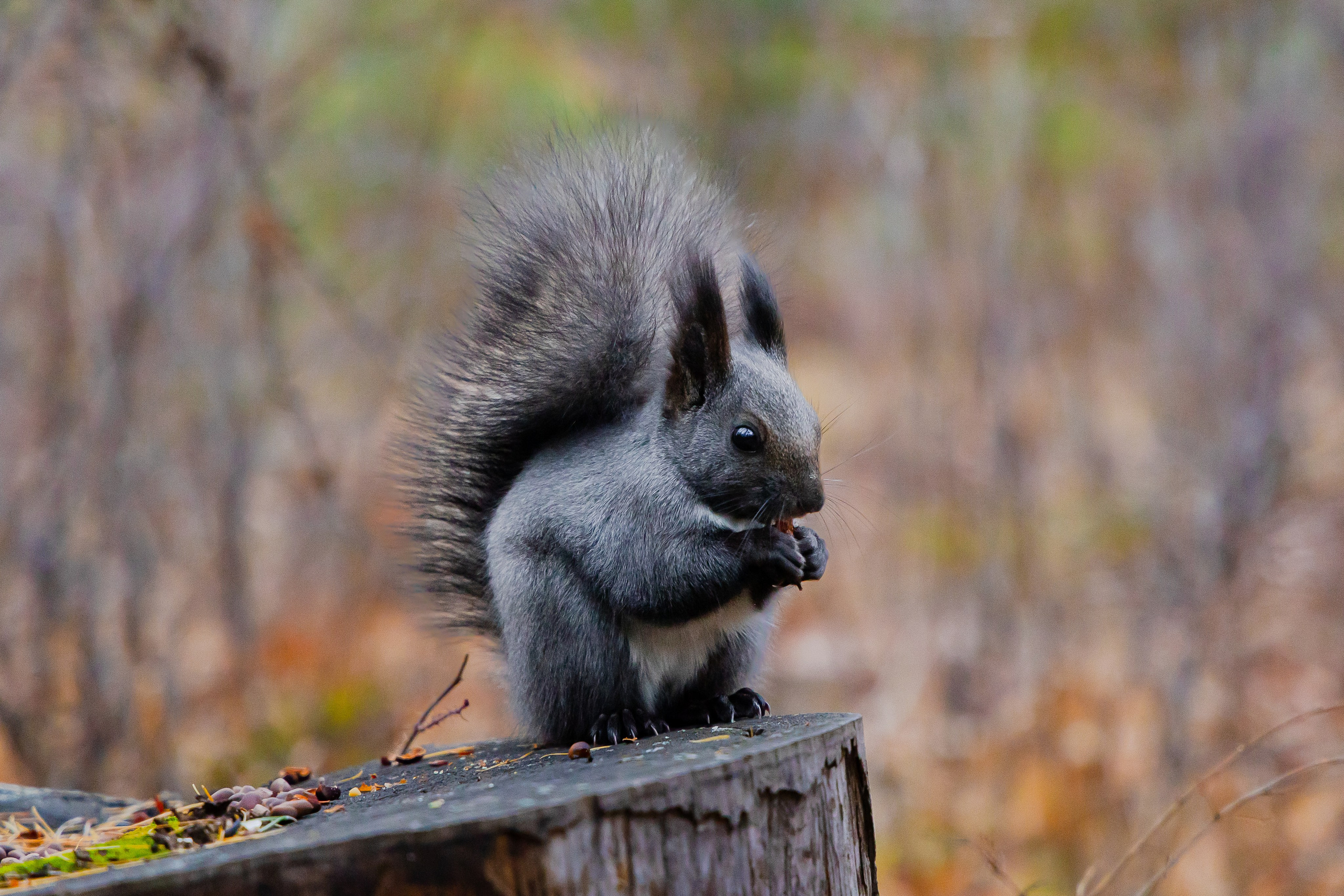 Осень в Сибири 24 год. Фотограф Братск Юлий Дежин