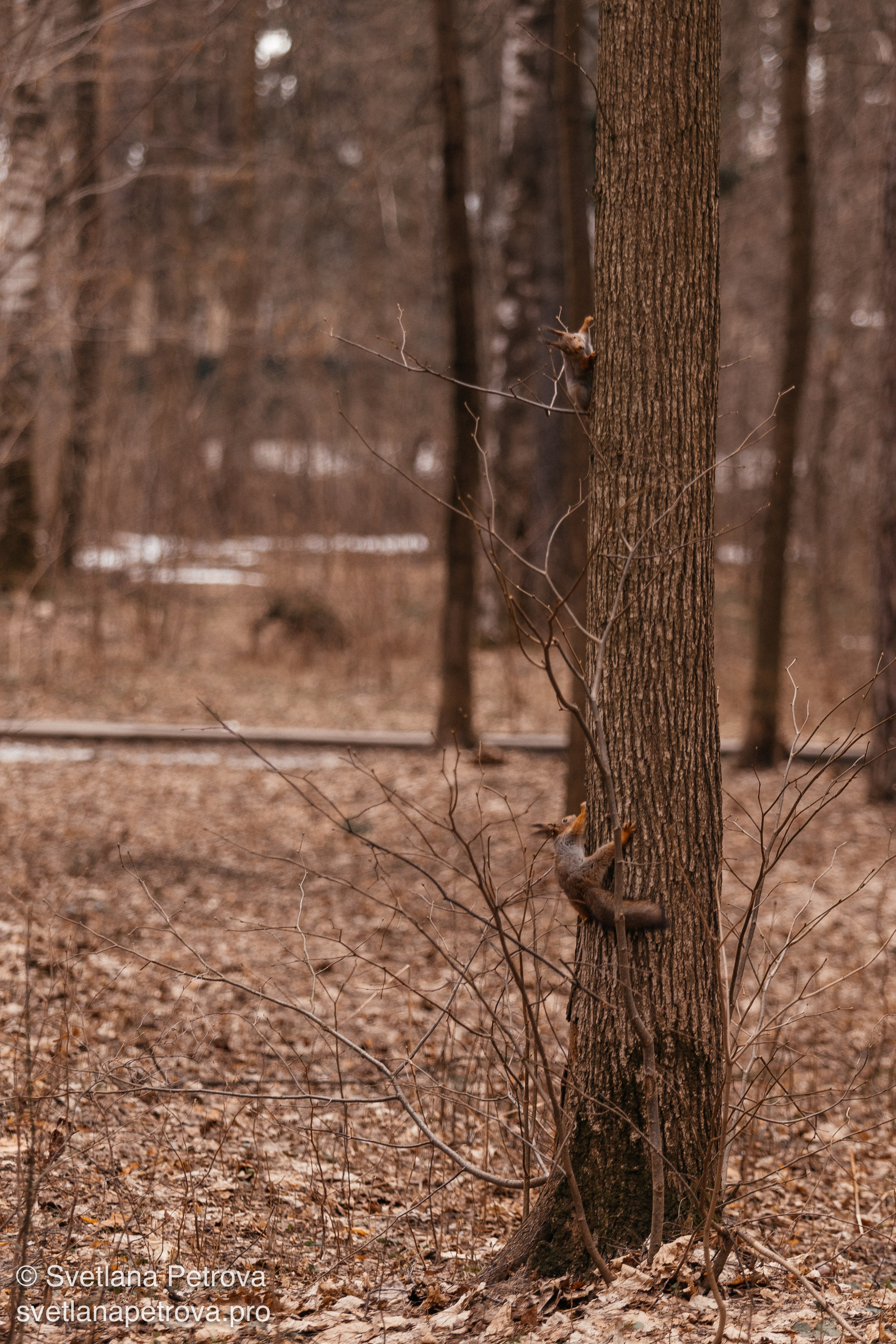 Белочки. Весна 2026. Фотограф Светлана Петрова