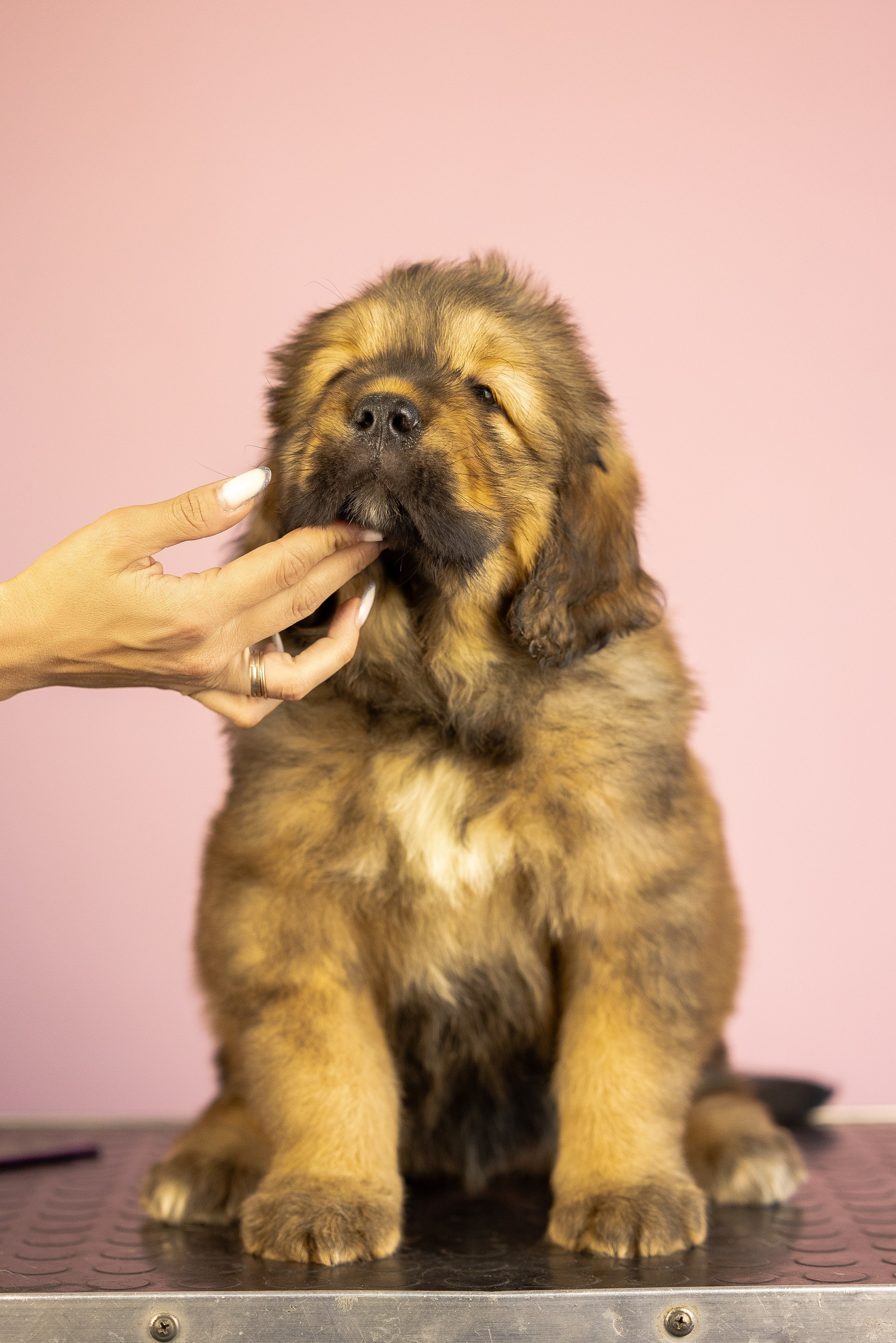 Тибетский мастиф. Фотограф и видеограф анималист Аганина Дарья