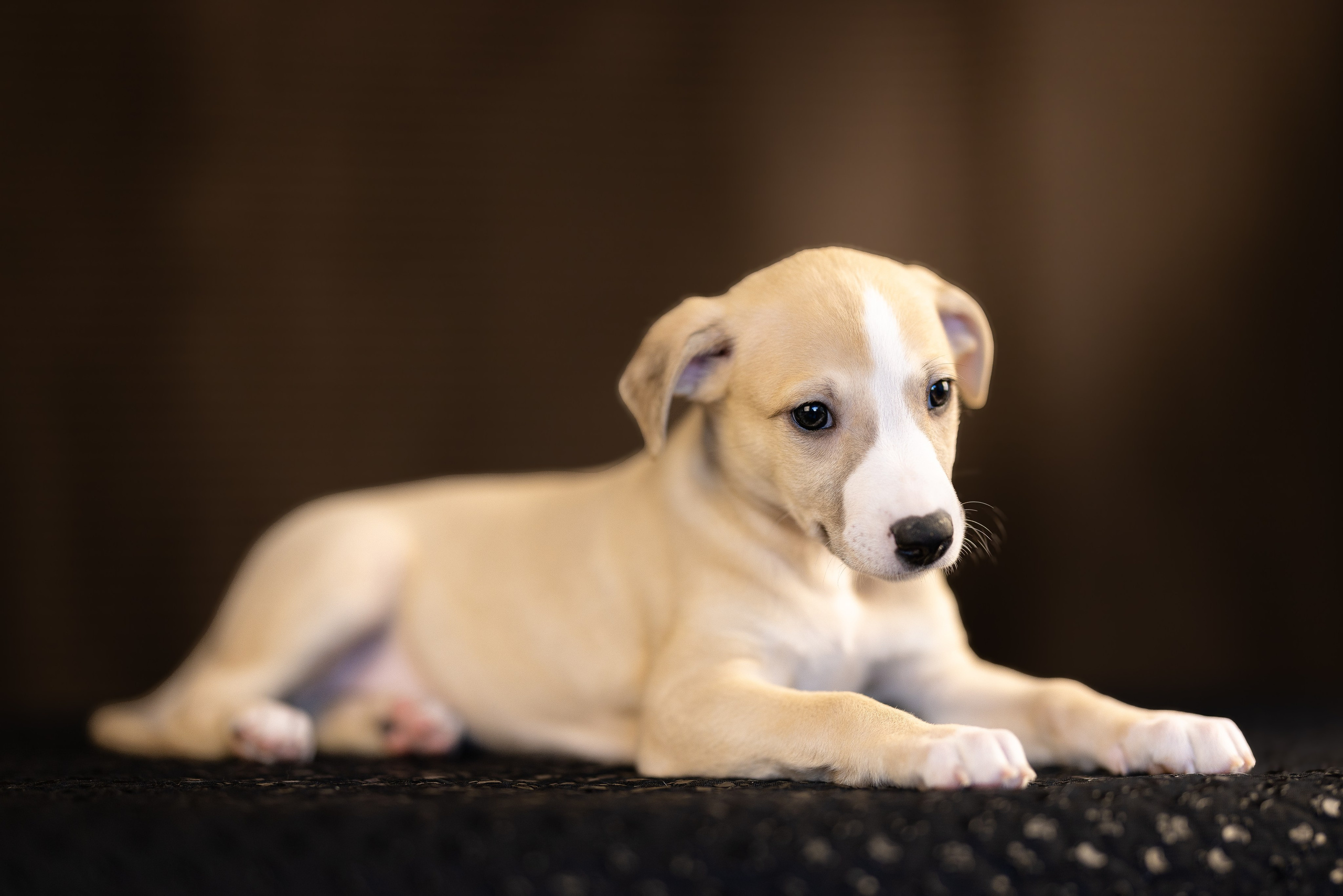 Уиппет. Фотограф и видеограф анималист Аганина Дарья