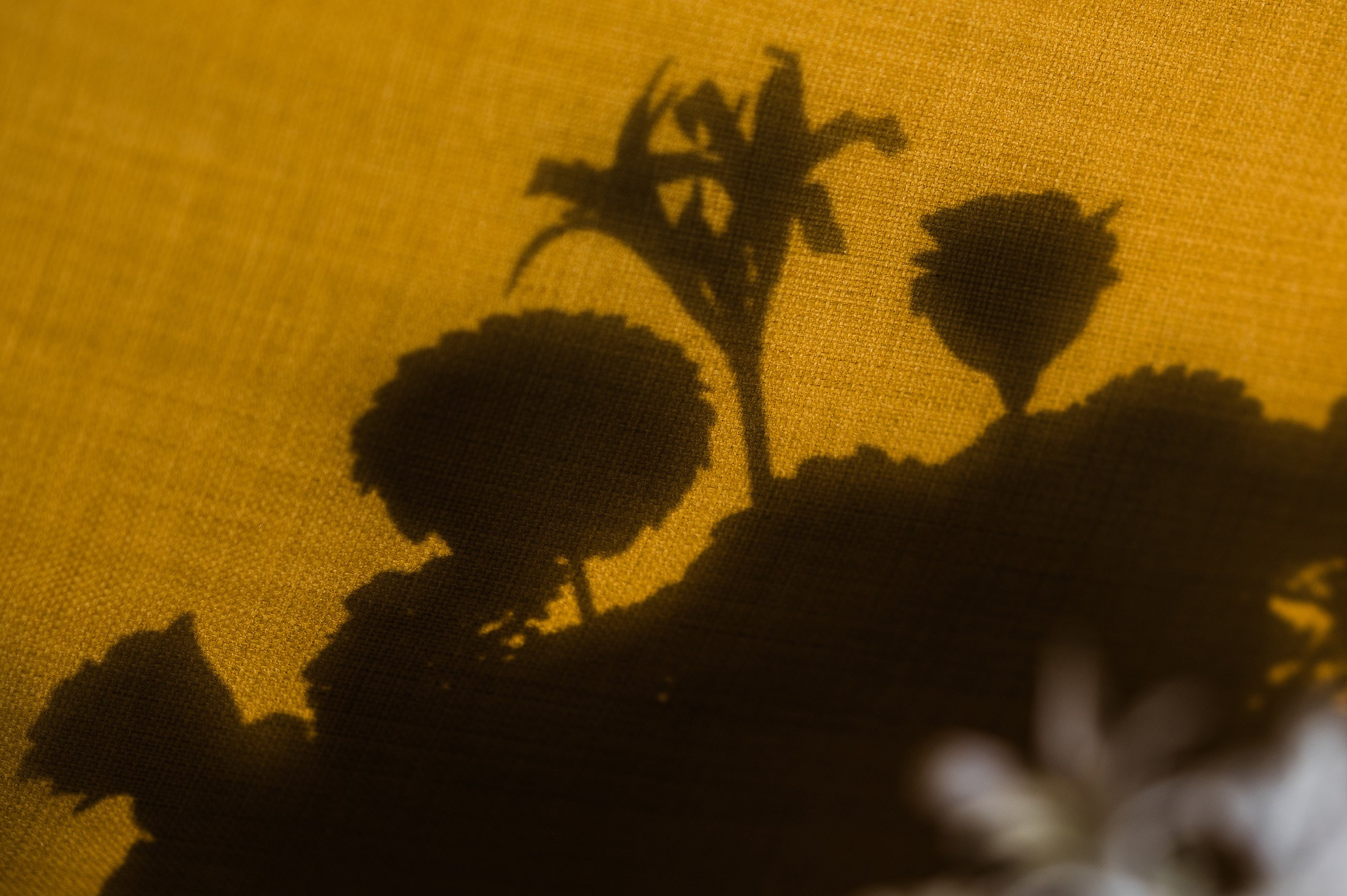 Гарик и Аня. Свадебный и семейный фотограф в Краснодаре Роман Моско