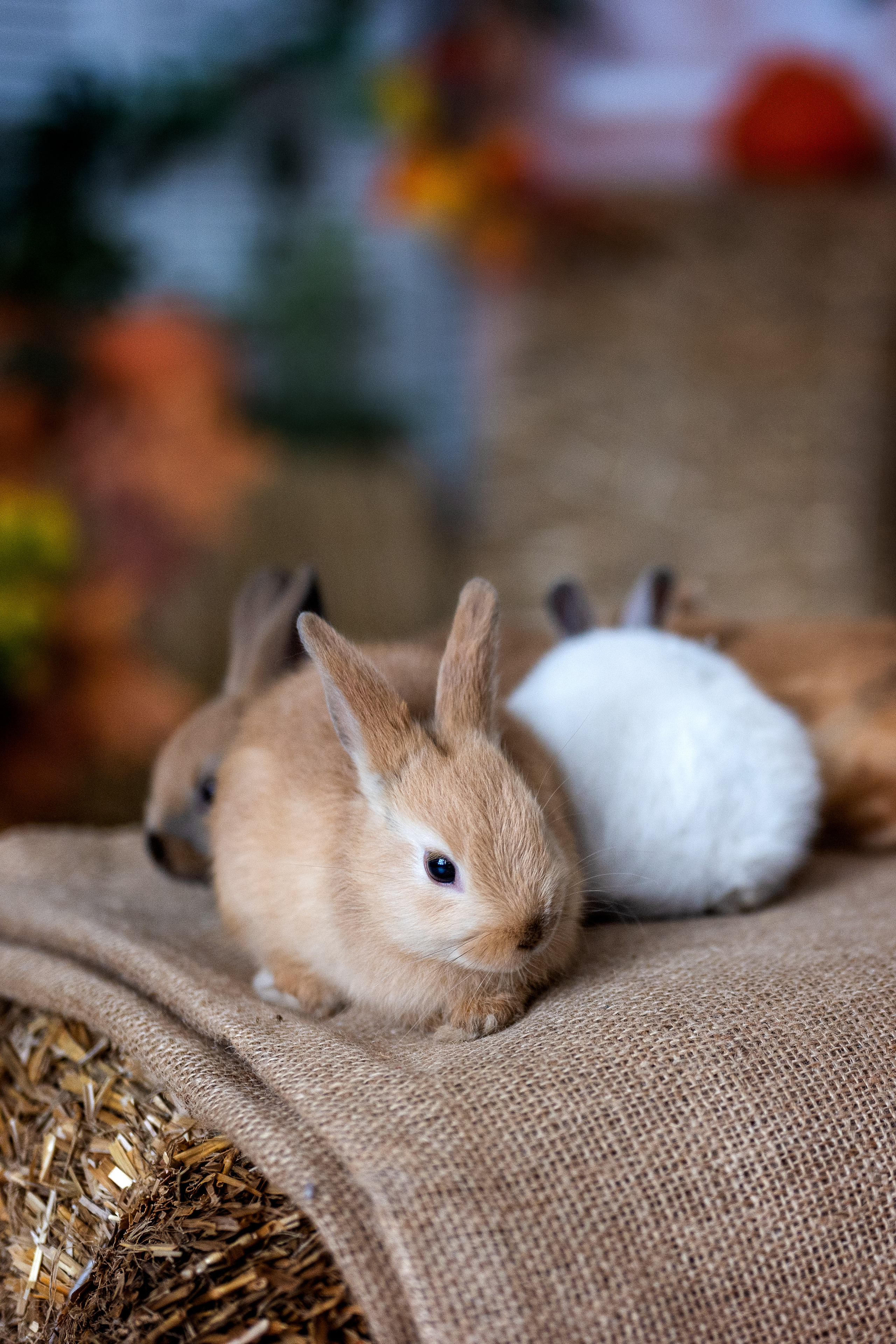 Студийная съемка малыша Артема с кроликами. Фотограф Елена Сасс Москва
