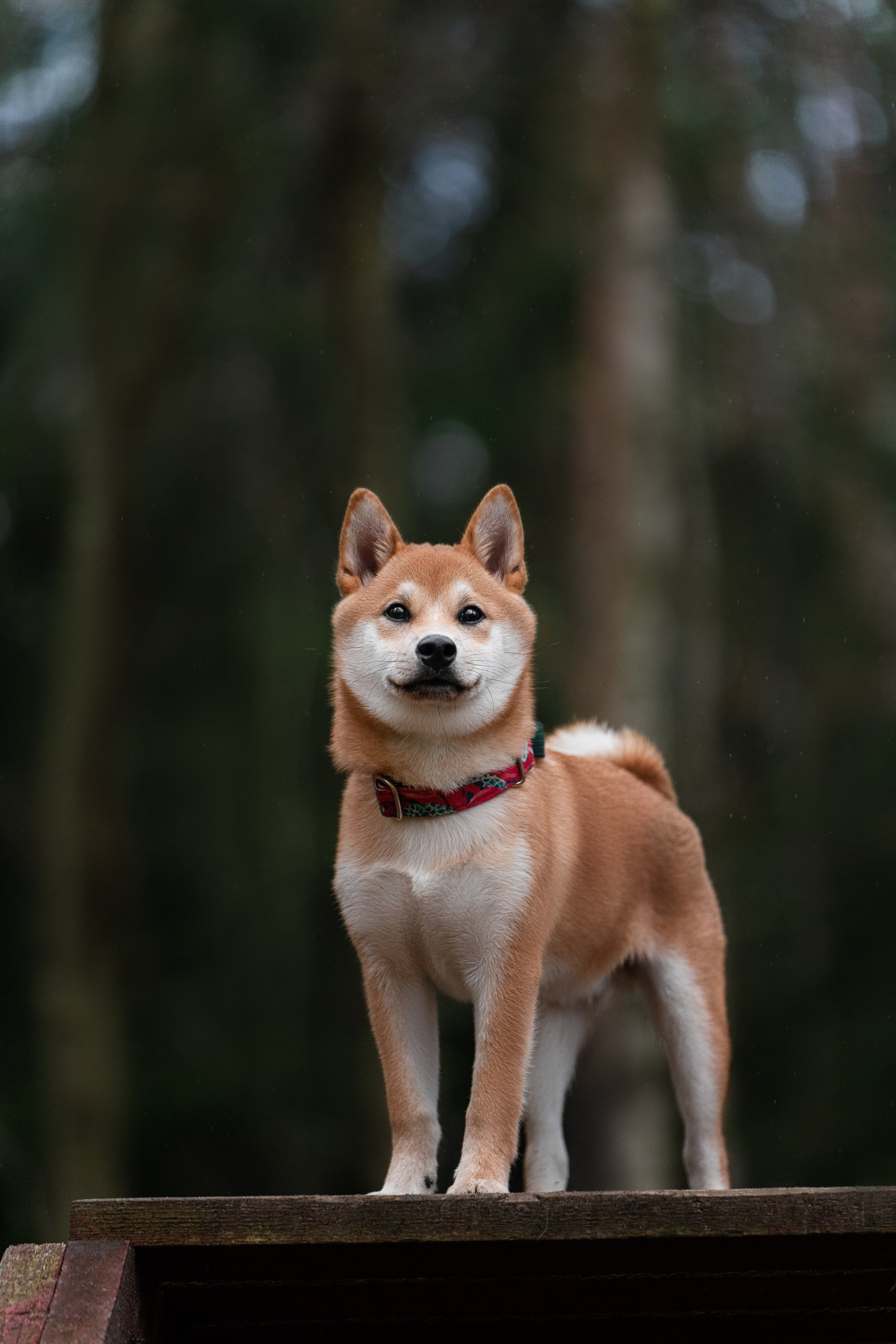 Сабуру. Фотограф анималист Осипчикова Мария