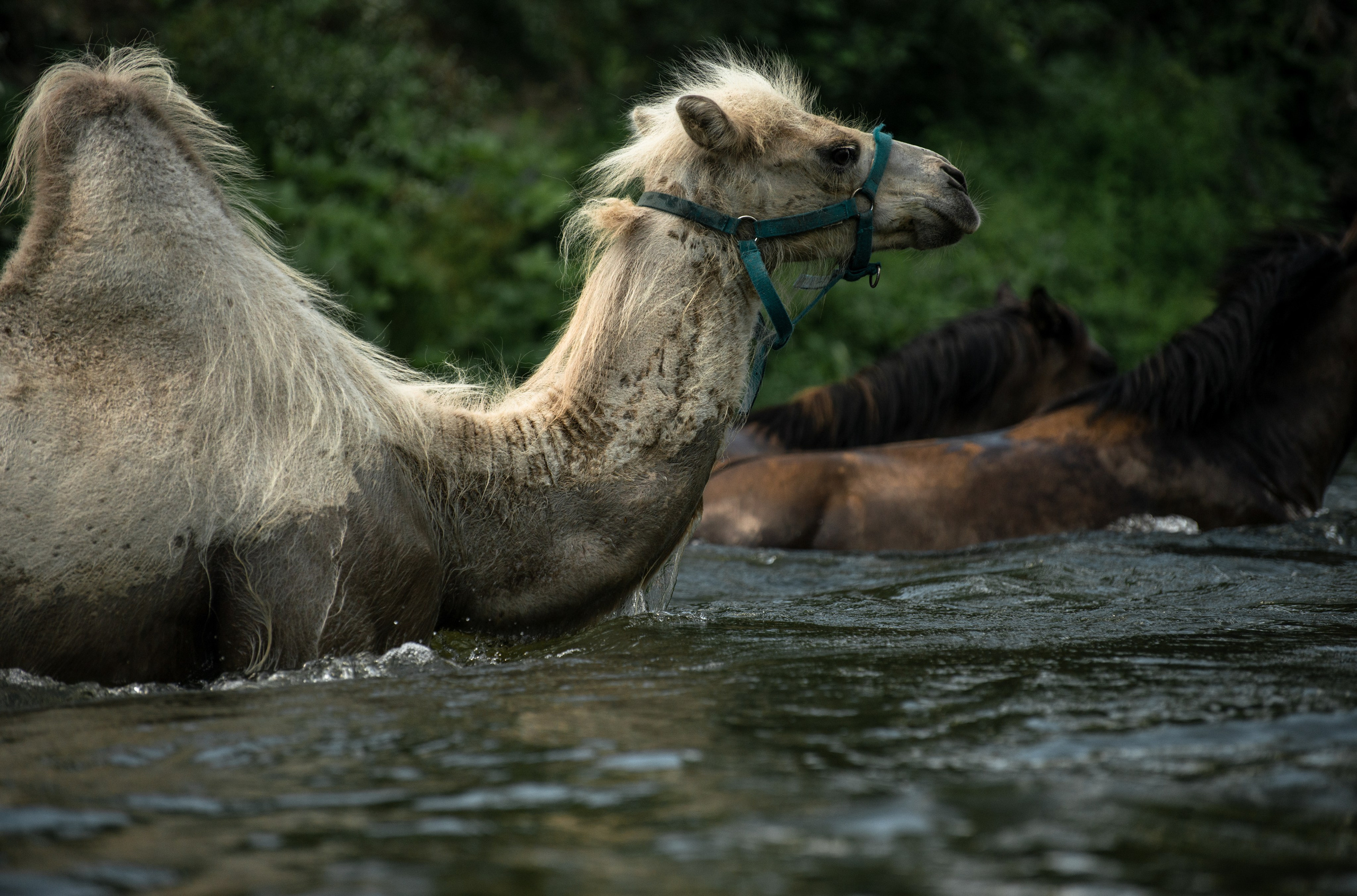 Купала в Родославном. Конный фотограф в Саратове Юлия Иванова
