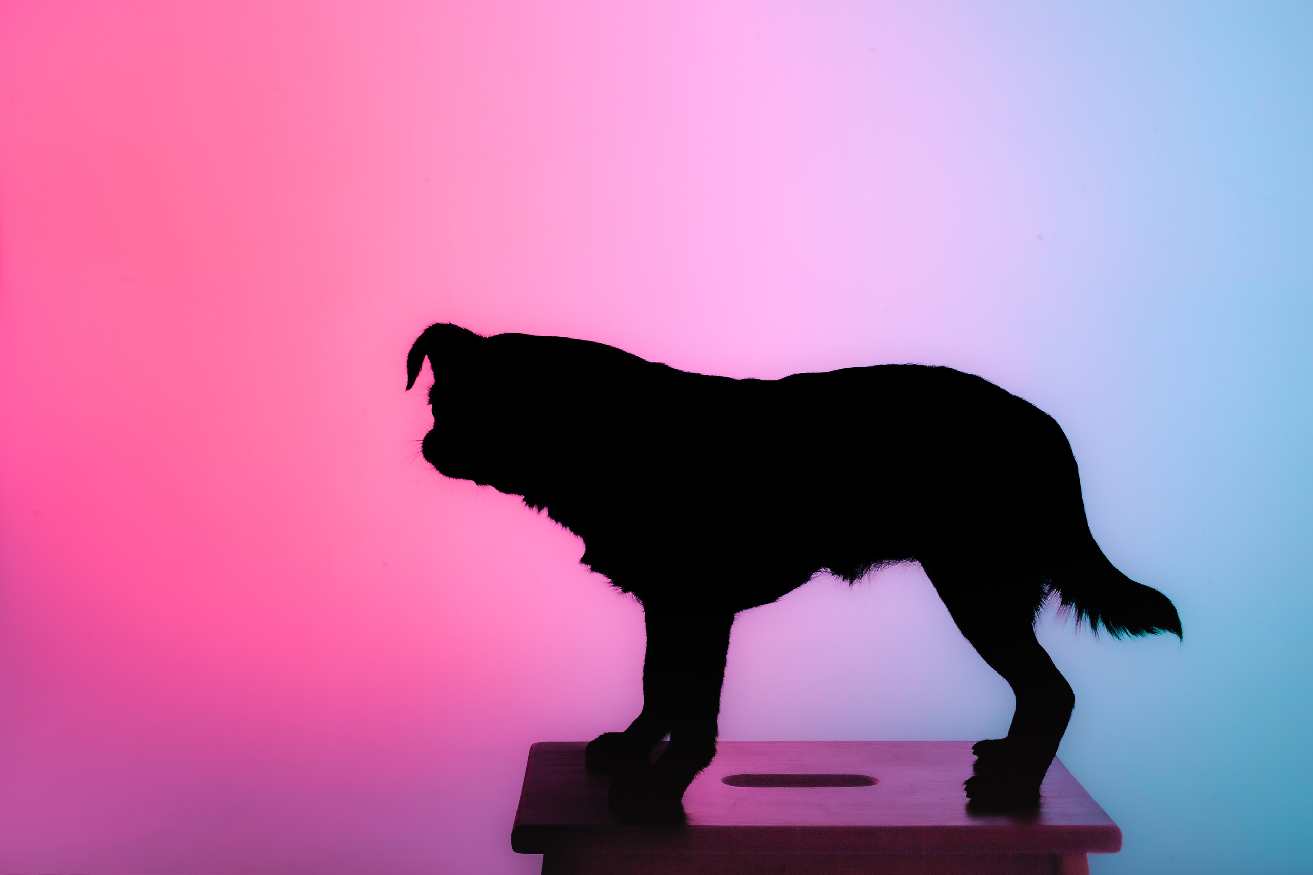 Студийная фотосессия с цветным светом. Фотограф-анималист Татьяна Степанова