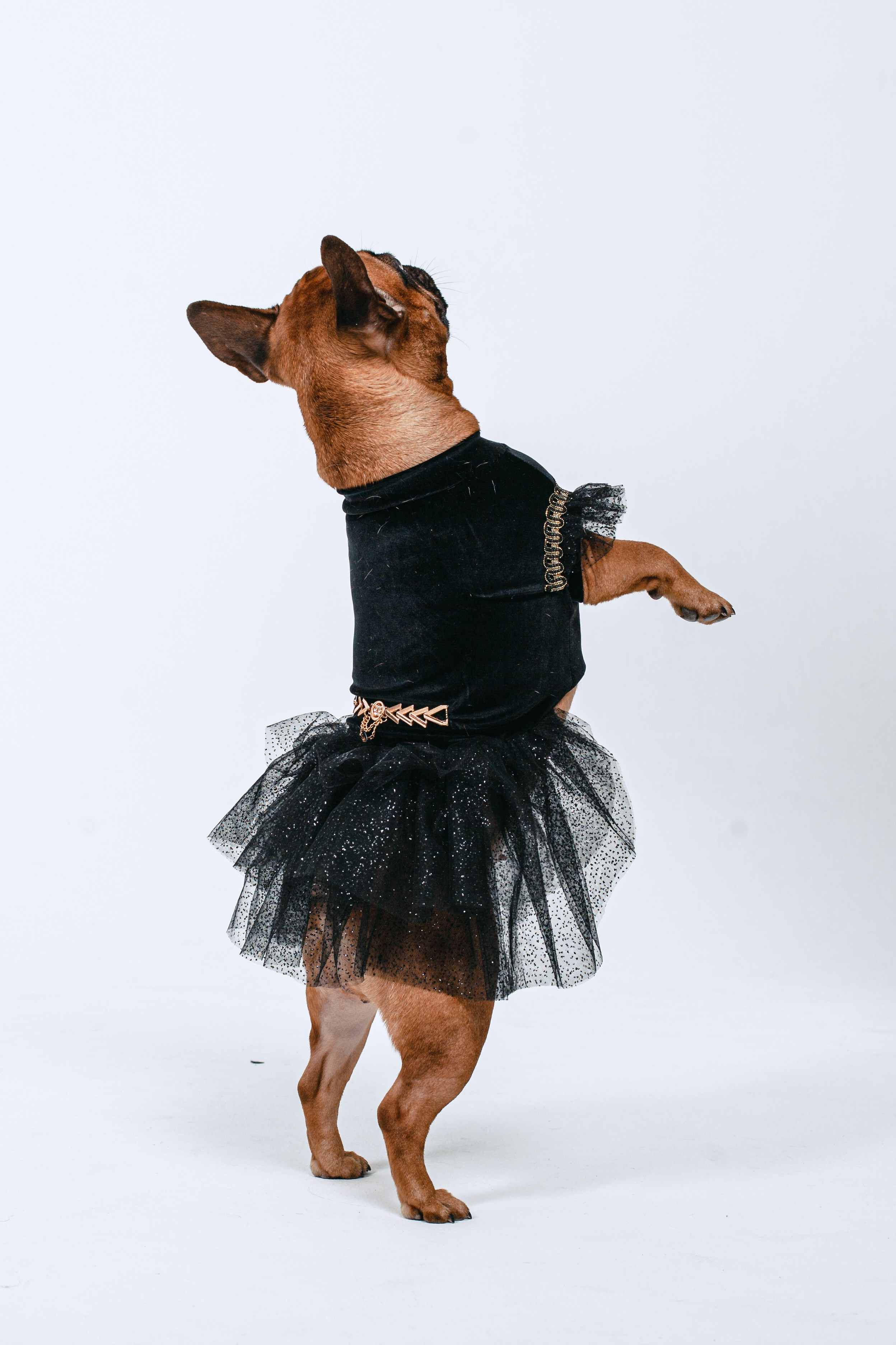 Пижамная вечеринка французских бульдогов и их хозяев. Фотограф-анималист Татьяна Степанова