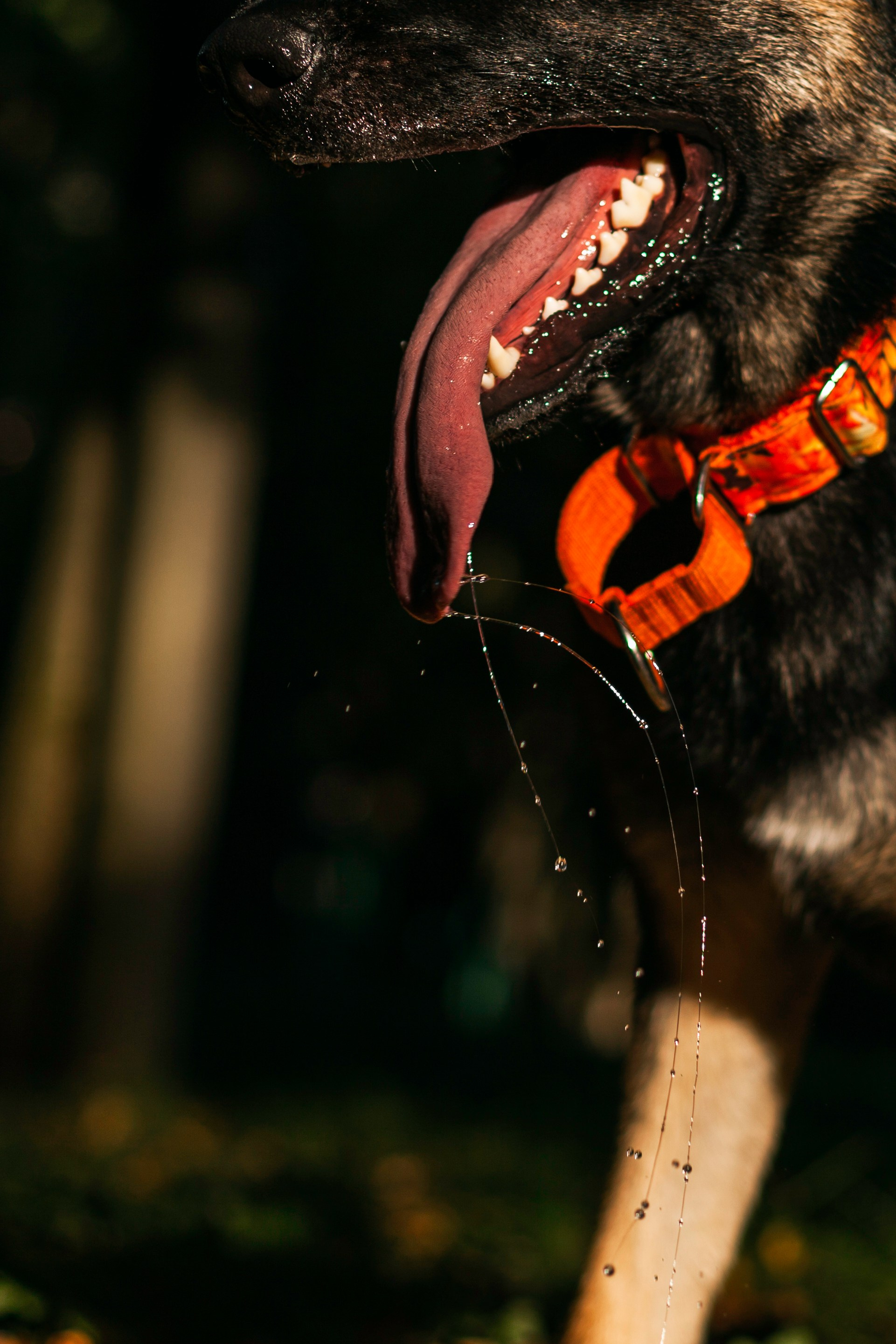 Илай. Фотограф-анималист Татьяна Степанова