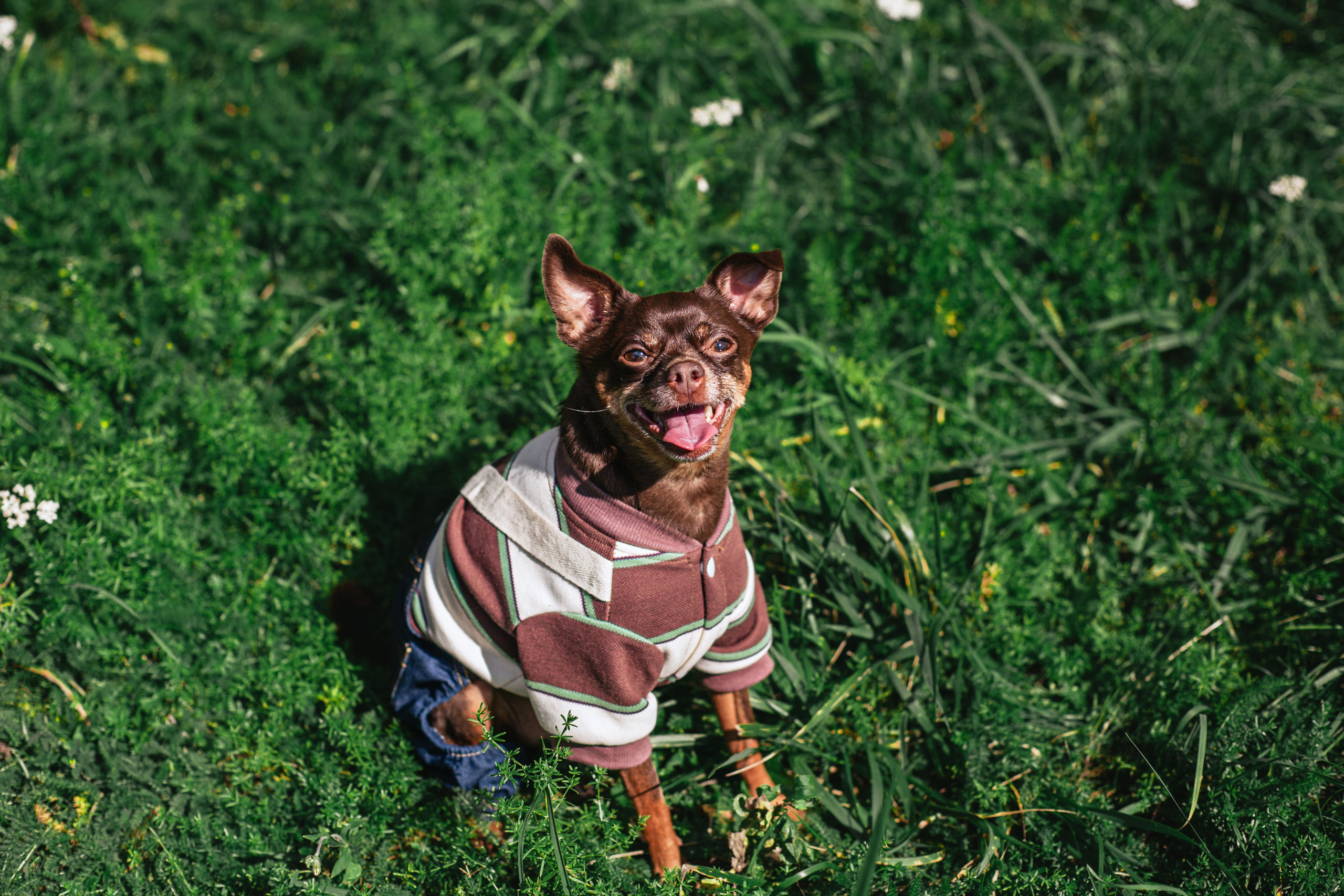 Восточный мост. Фотограф-анималист Татьяна Степанова