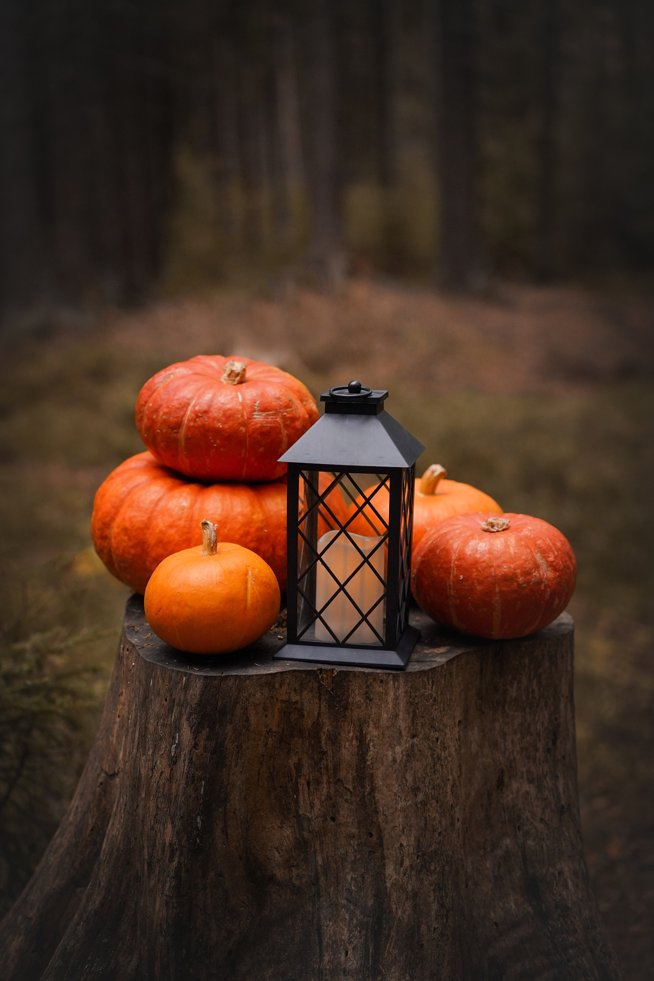 Панда тыковки. Фотограф-анималист в Санкт-Петербурге Яна Мартынова
