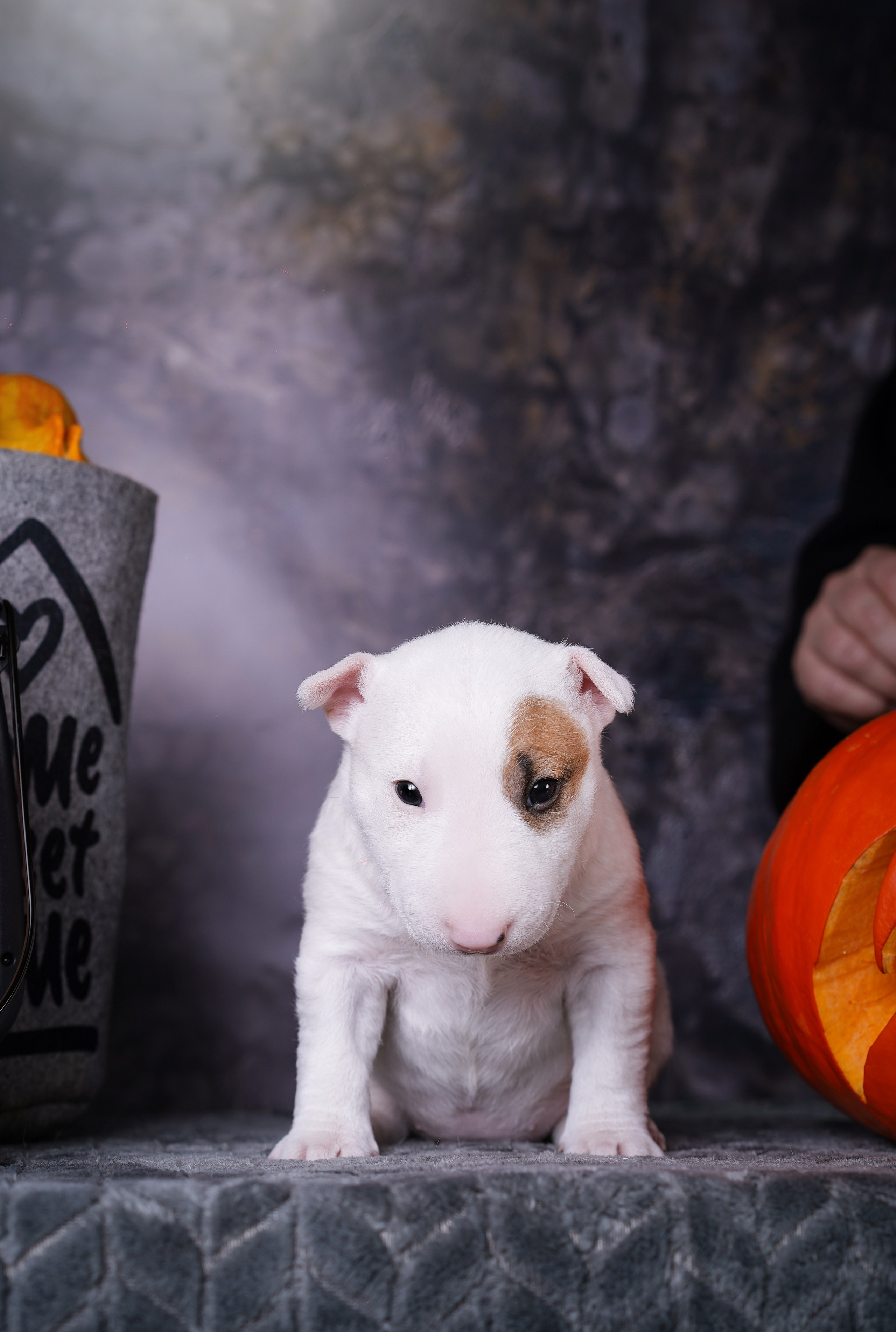 Щенки минибультерьера. Фотограф-анималист в Санкт-Петербурге Яна Мартынова