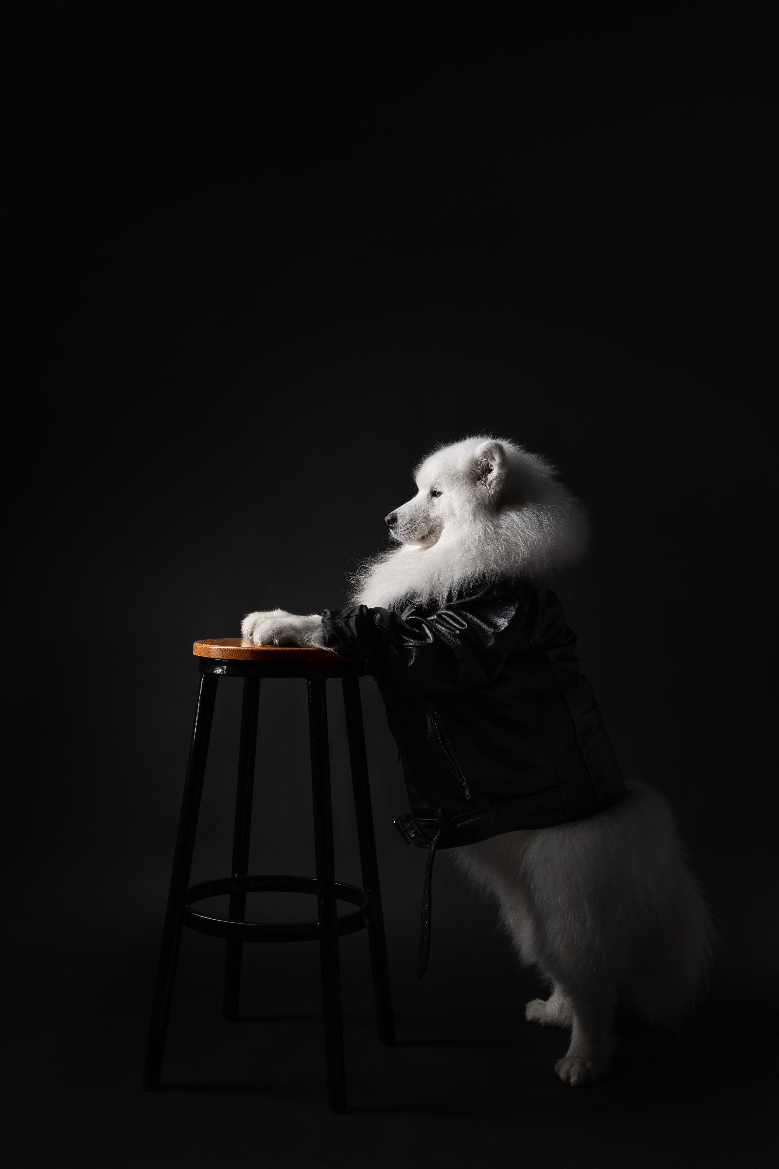 Самоеды в студии. Фотограф анималист в Москве Майорова Евгения