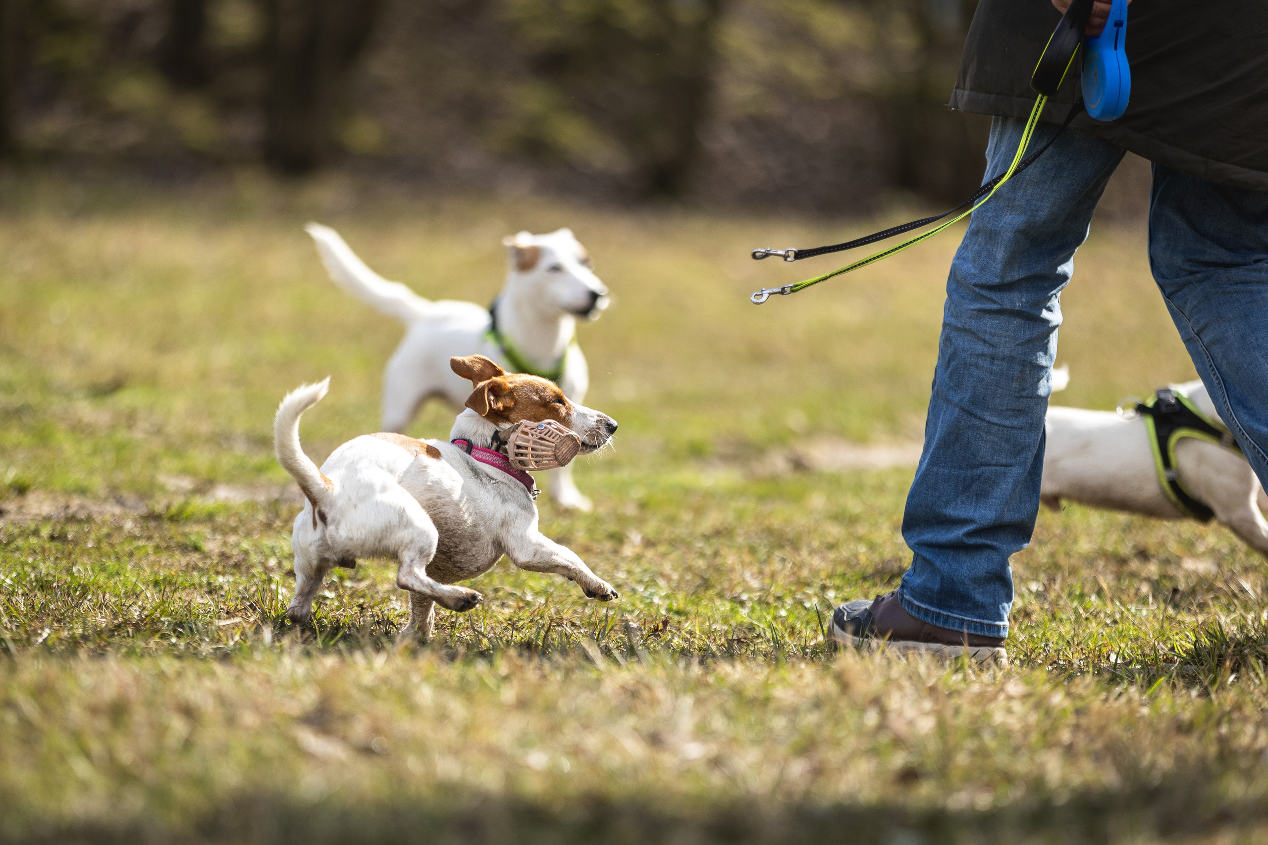 Догтуса 24.03.2024. Ирина Голомб|Фотограф-анималист в  Сочи и Калининграде