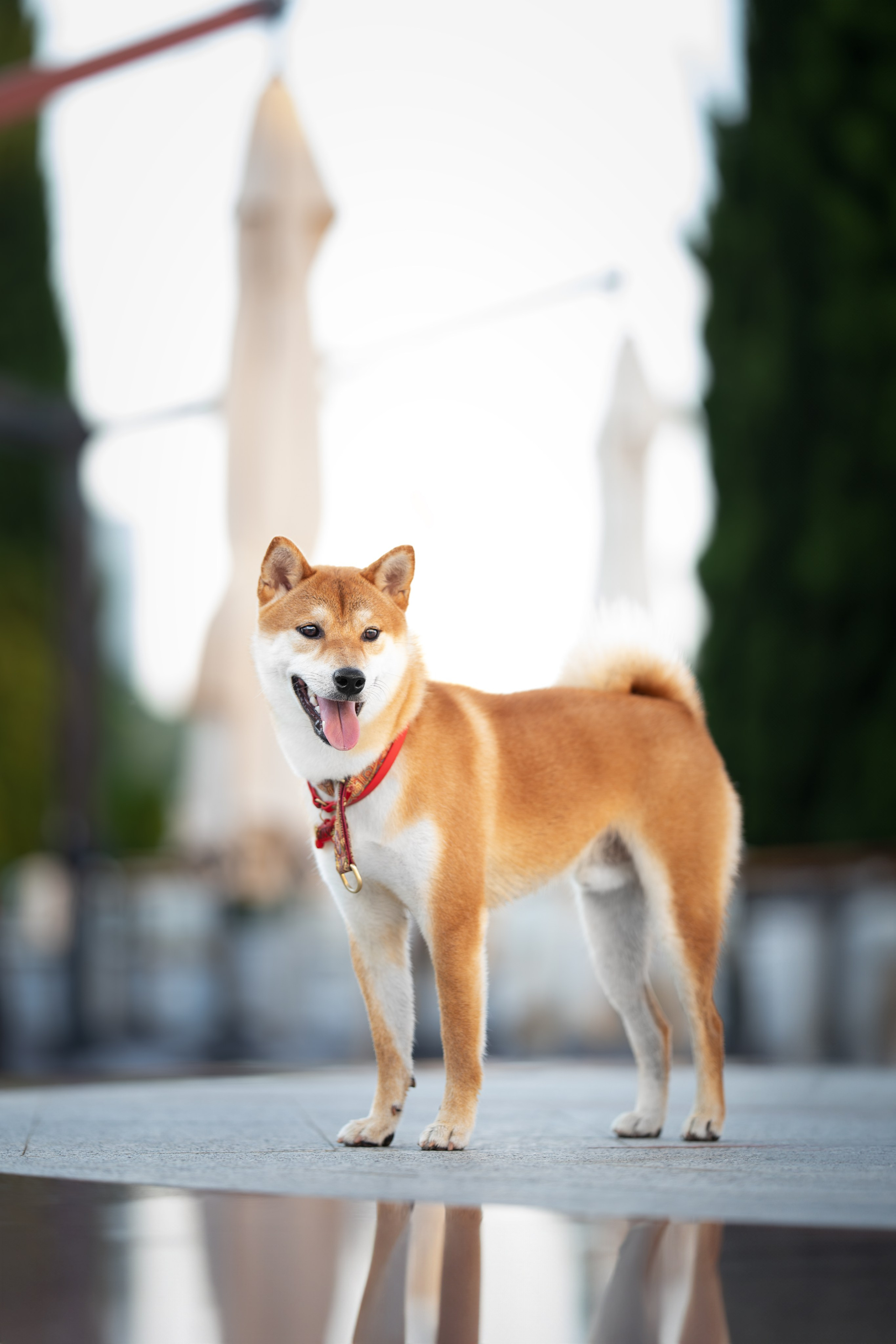 Митсоу, Сиба-Ину. Ирина Голомб|Фотограф-анималист в  Сочи и Калининграде