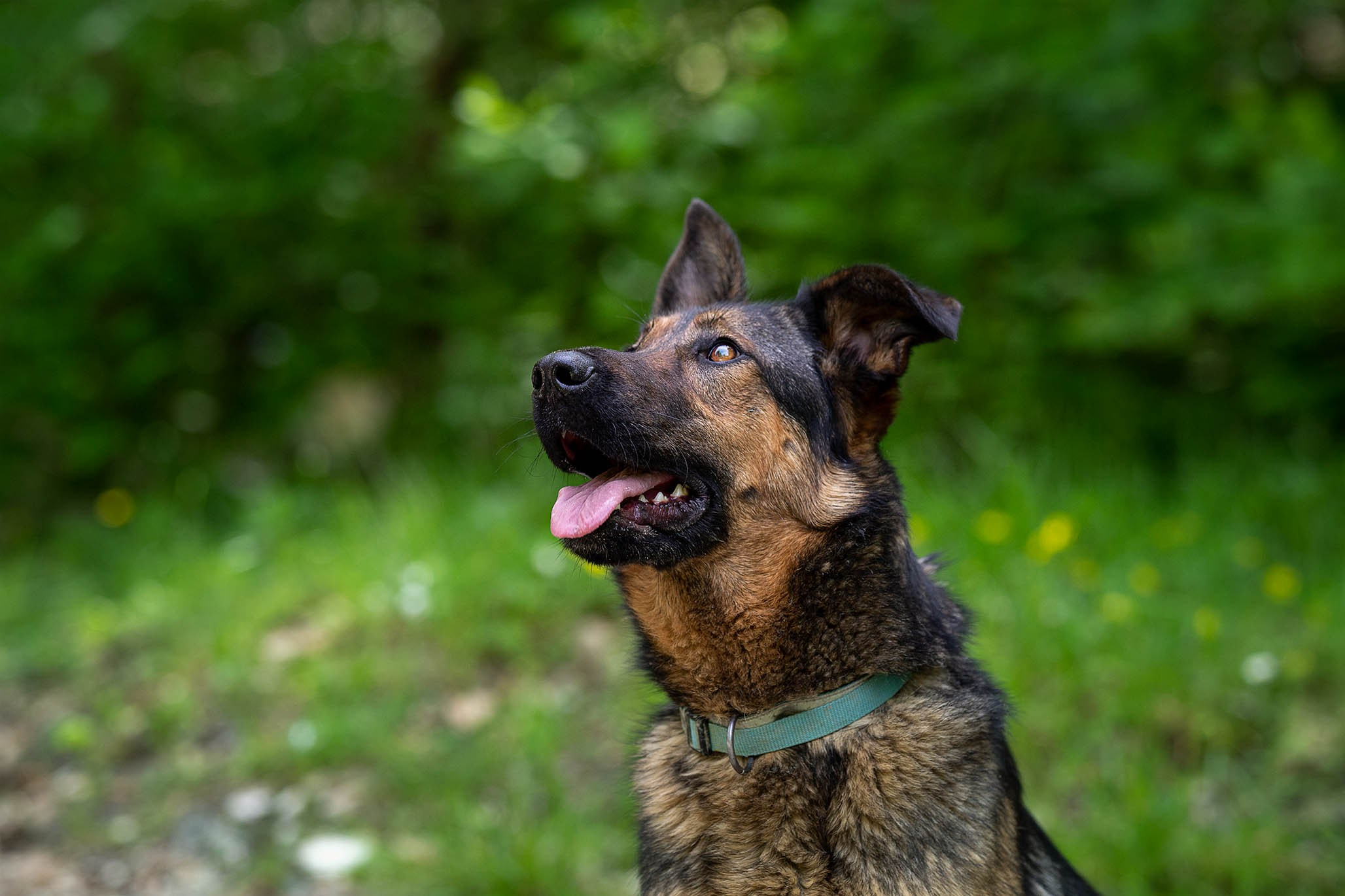 Кай и Герда. Ирина Голомб|Фотограф-анималист в  Сочи и Калининграде