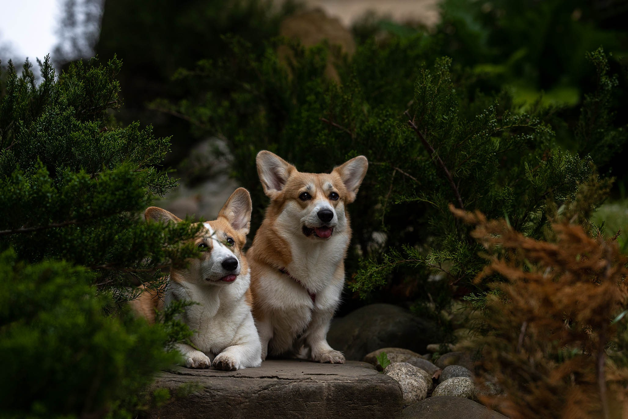 Лиса и Деви, корги. Ирина Голомб|Фотограф-анималист в  Сочи и Калининграде