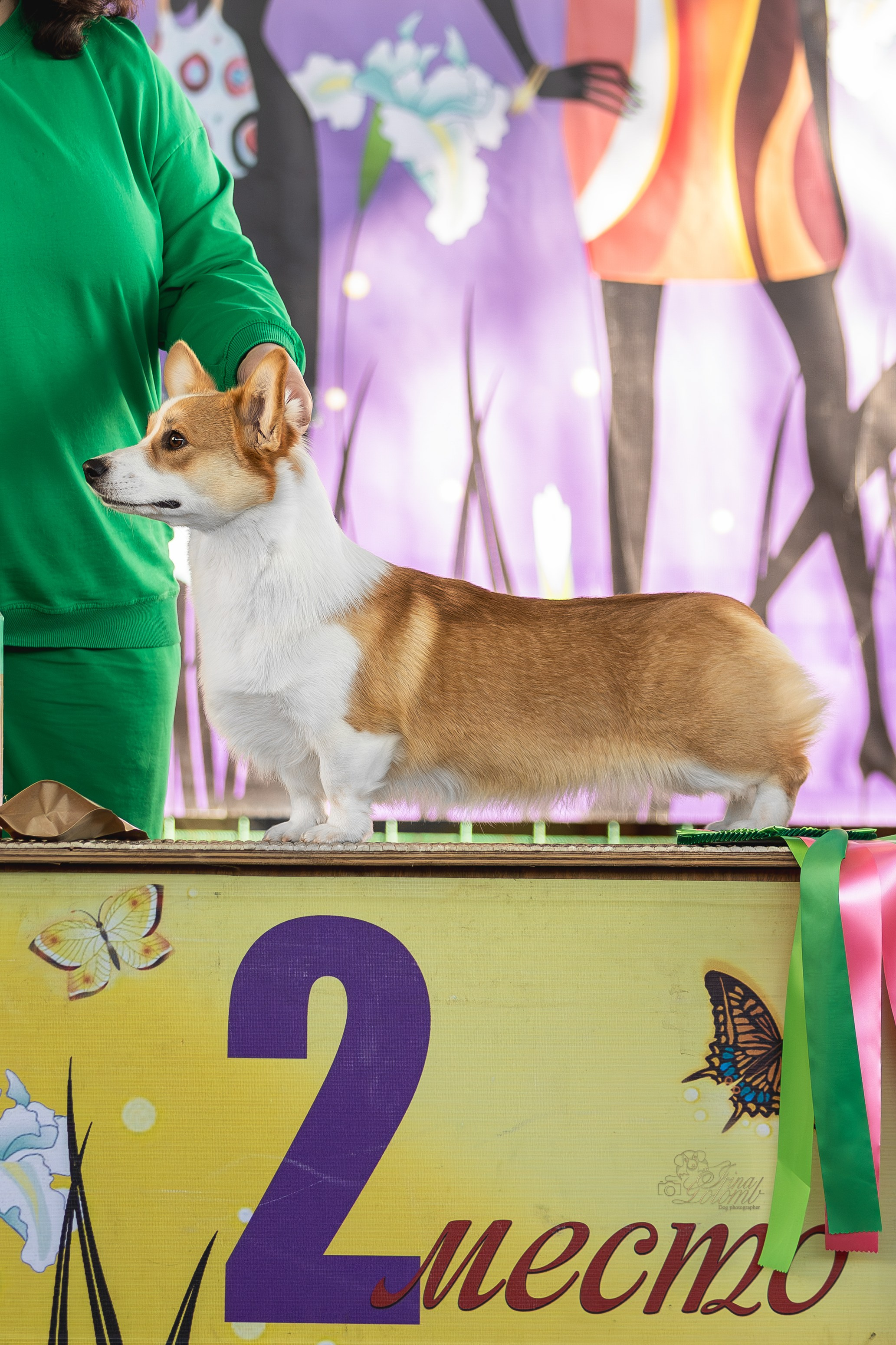 Выставка 25.02.2024. Ирина Голомб|Фотограф-анималист в  Сочи и Калининграде