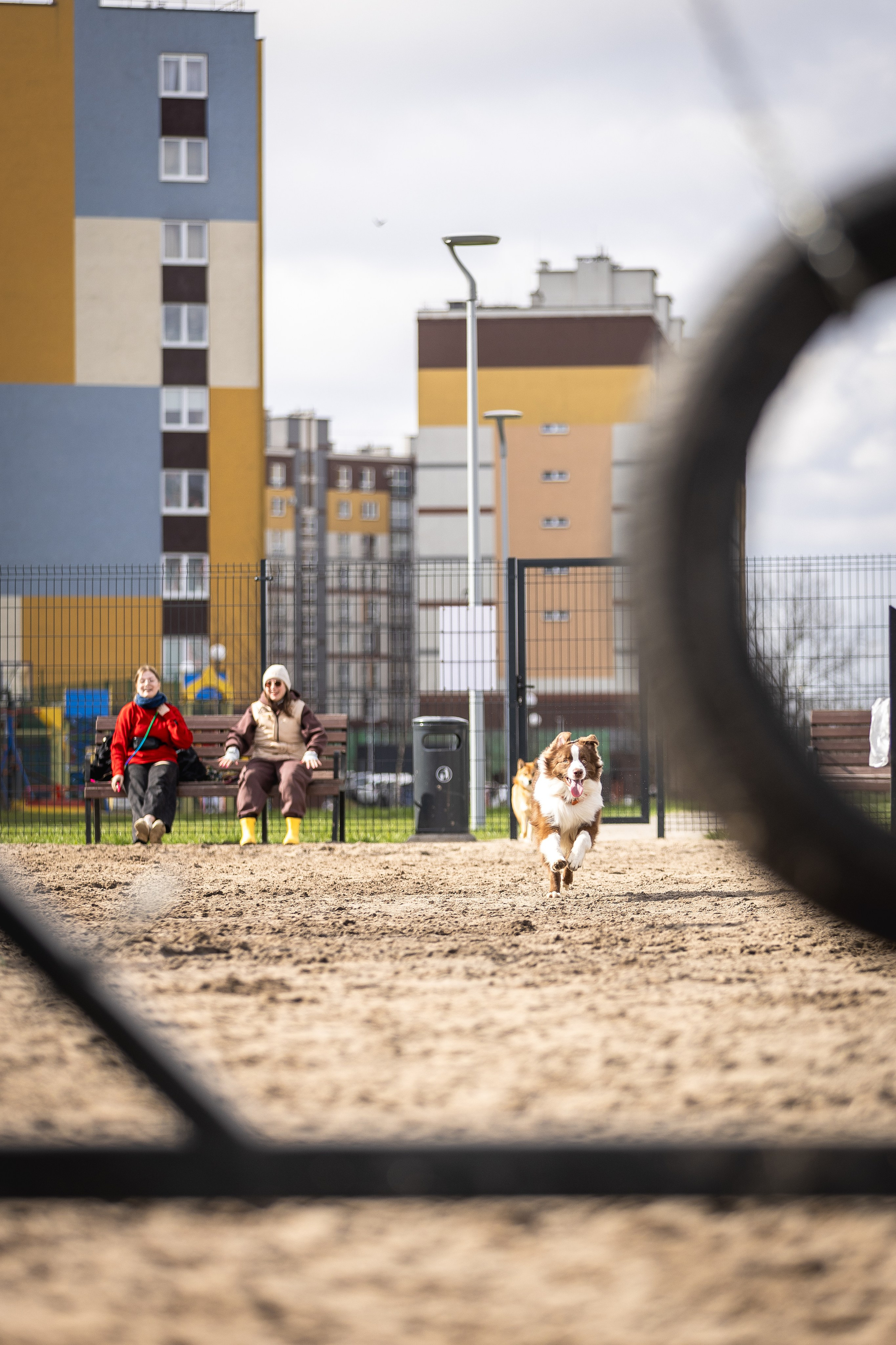 Догтуса 24.03.2024. Ирина Голомб|Фотограф-анималист в  Сочи и Калининграде
