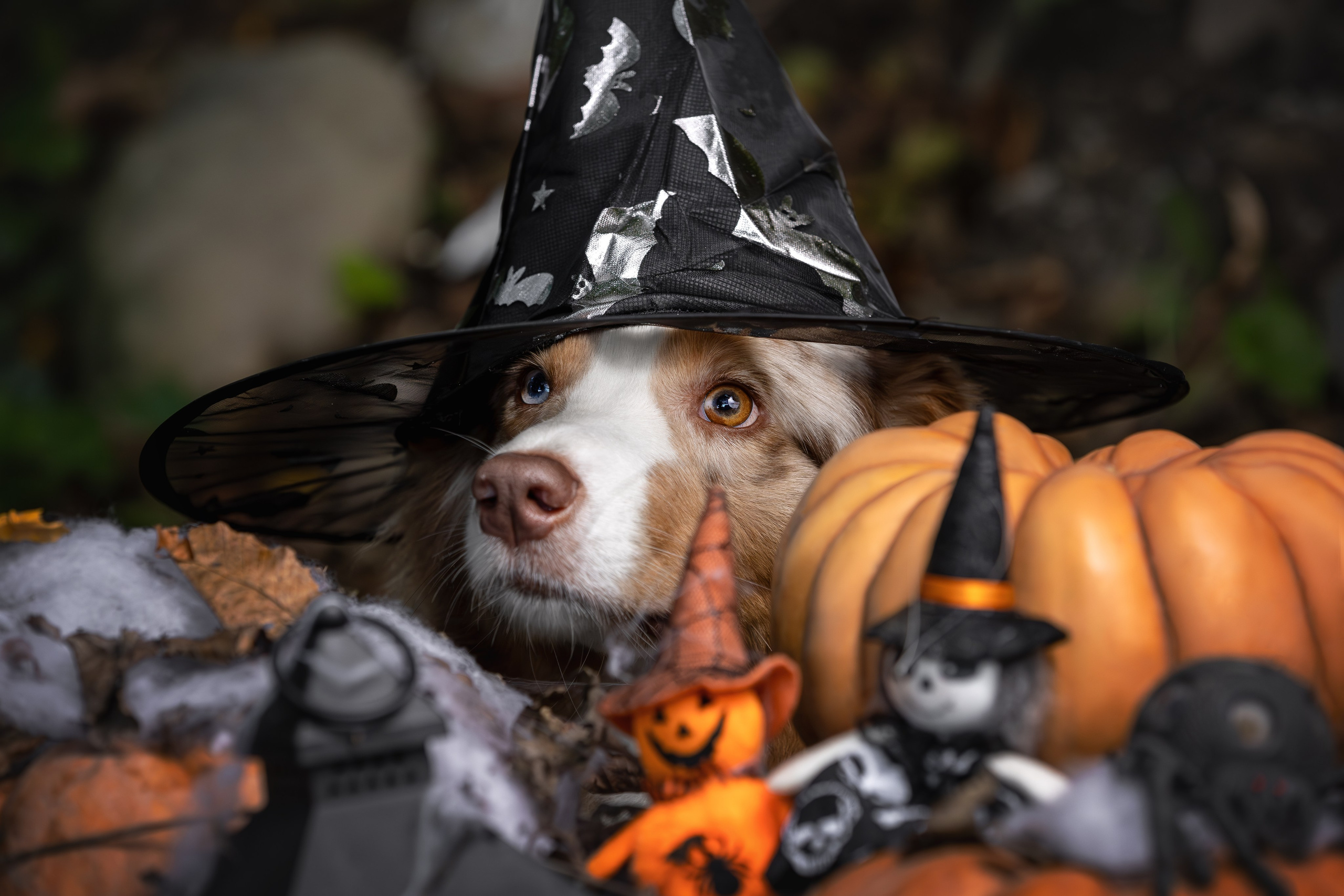 Полли, Австралийская Овчарка. Ирина Голомб|Фотограф-анималист в  Сочи и Калининграде