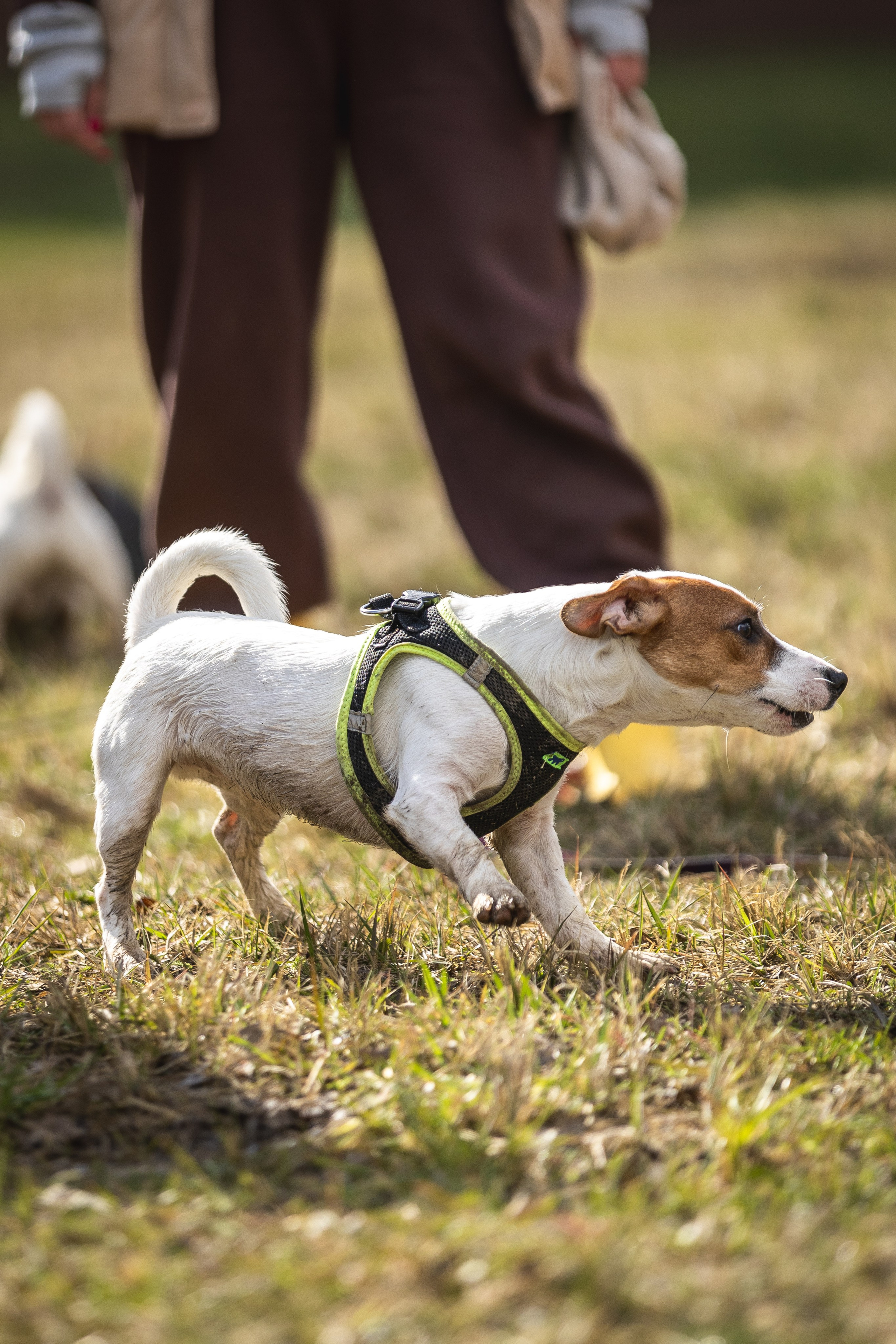 Догтуса 24.03.2024. Ирина Голомб|Фотограф-анималист в  Сочи и Калининграде