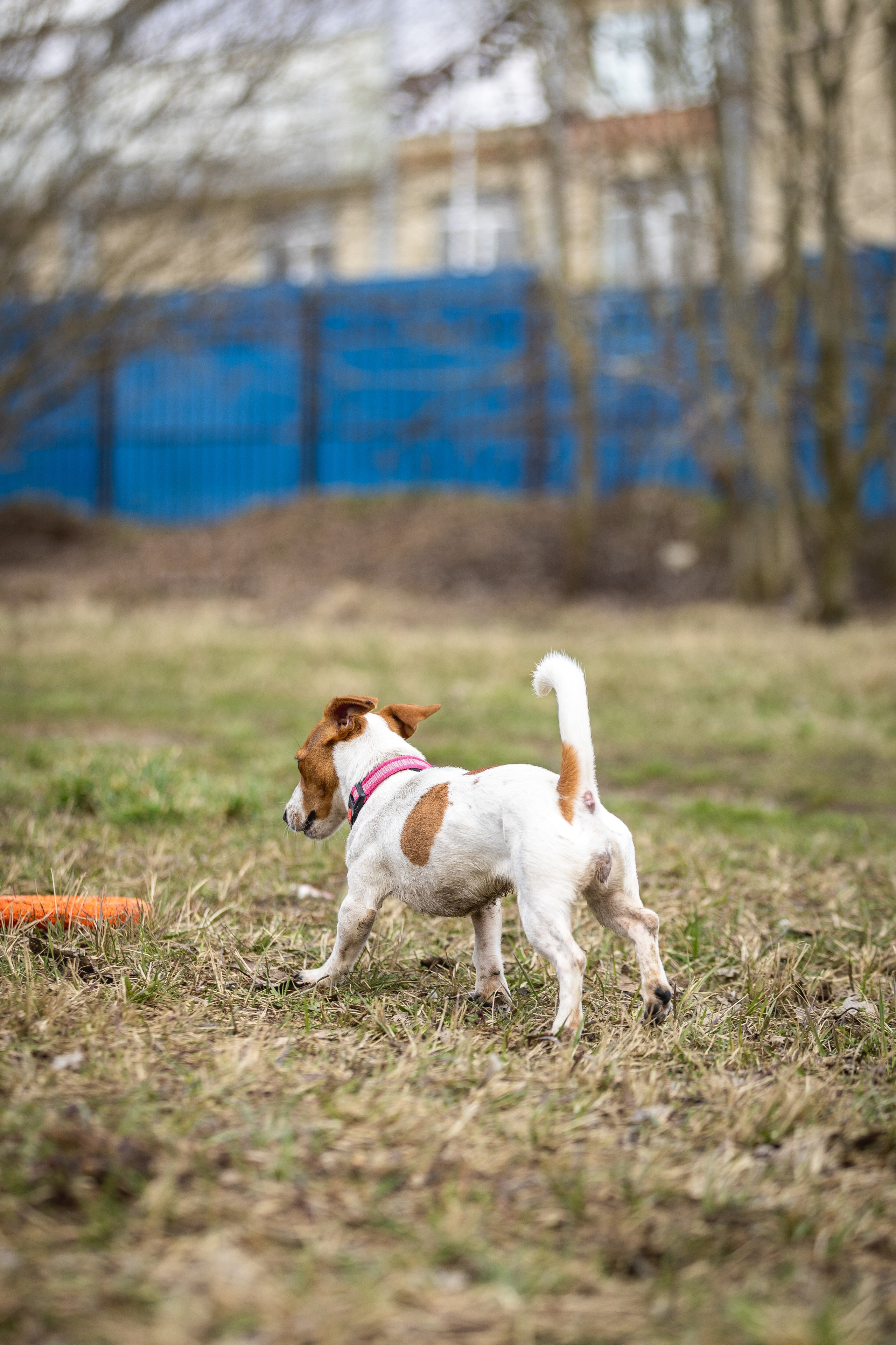 Догтуса 24.03.2024. Ирина Голомб|Фотограф-анималист в  Сочи и Калининграде