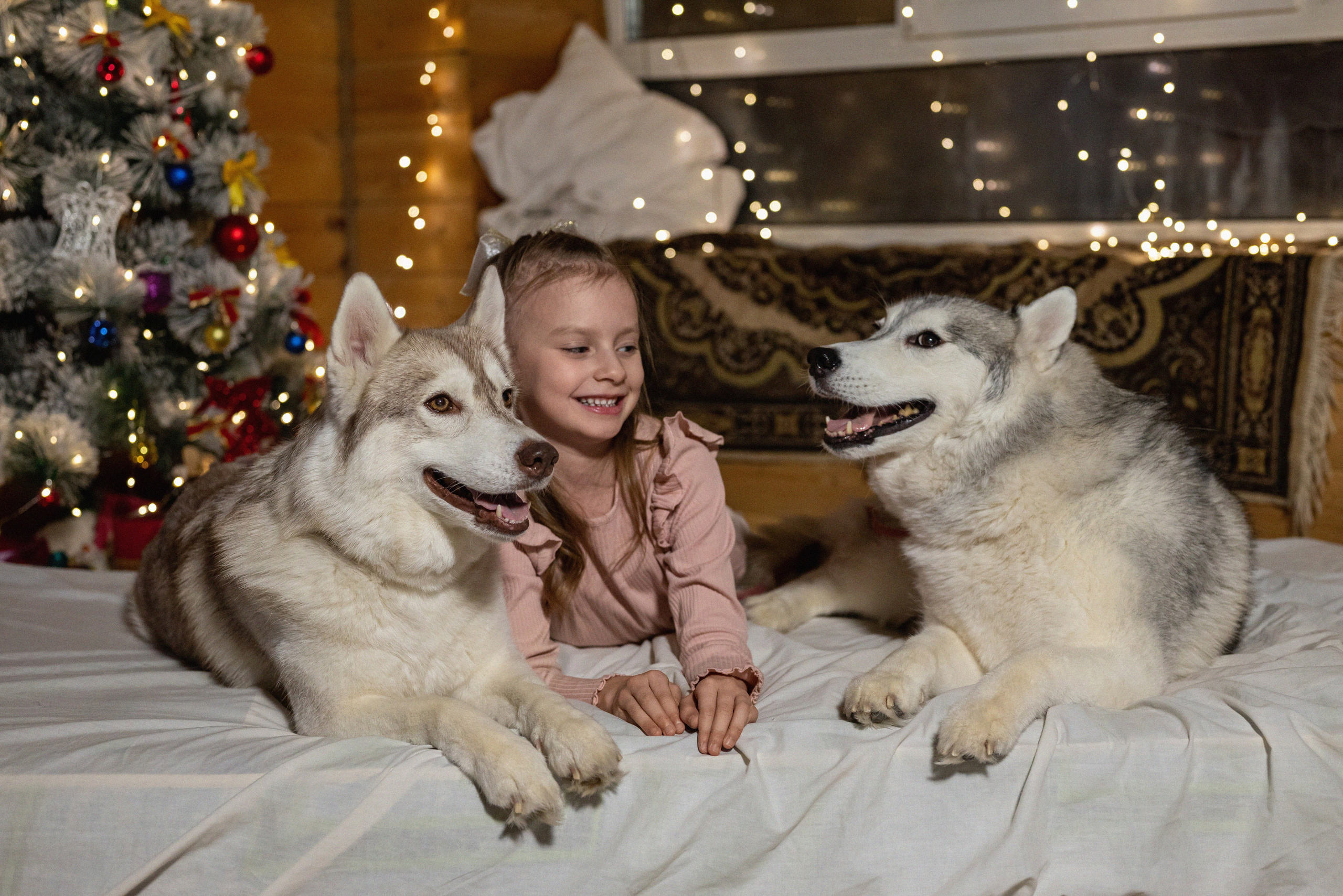 Фотопроект с хаски 2024 г. Фотограф в городе Салават