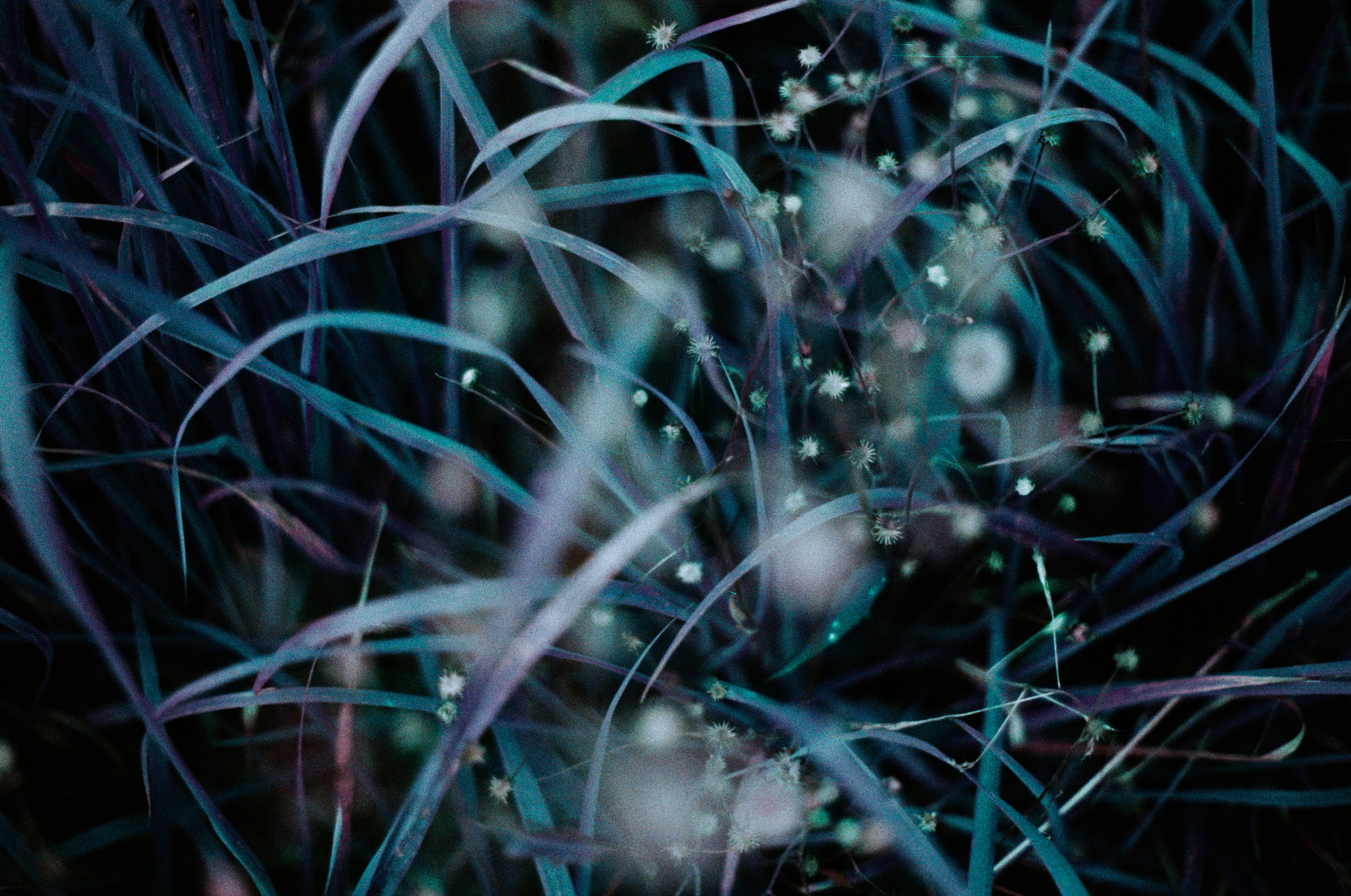 Purple overdose II. EVER EXPOSED