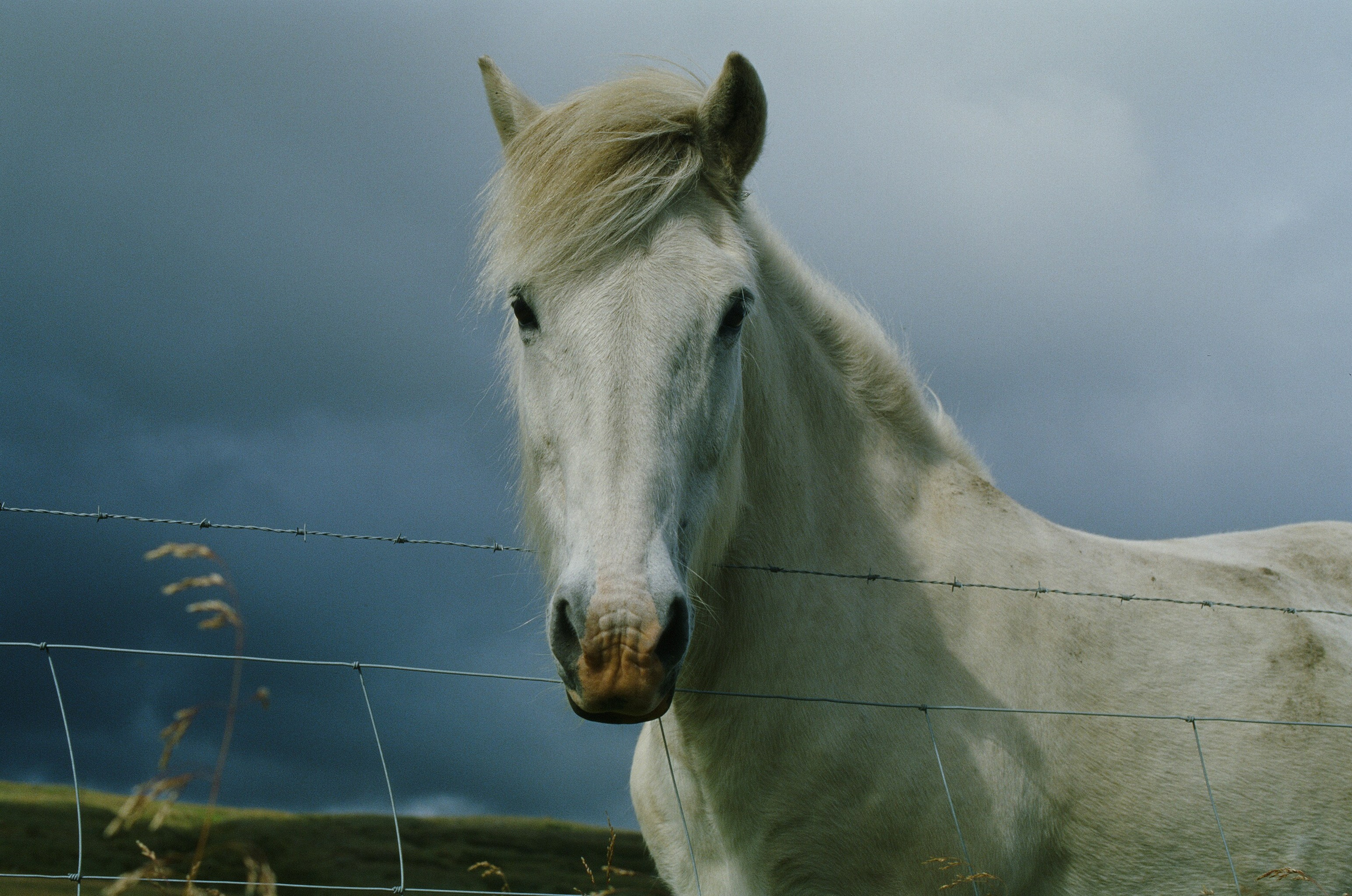 Vor i vaglaskogi // iceland, austurleið. EVER EXPOSED