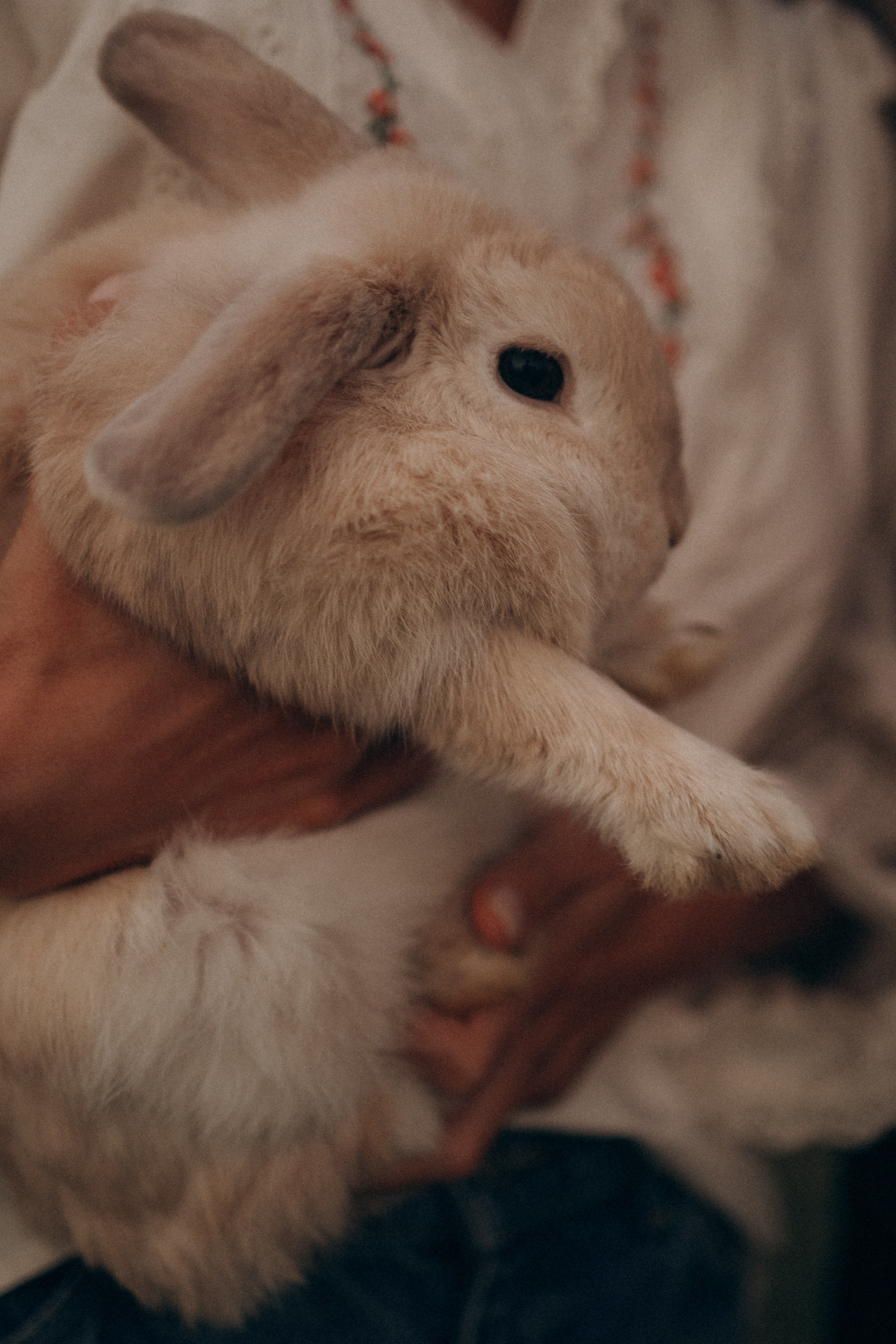 Семейная. Фотораф — анималист Мария Шистка
