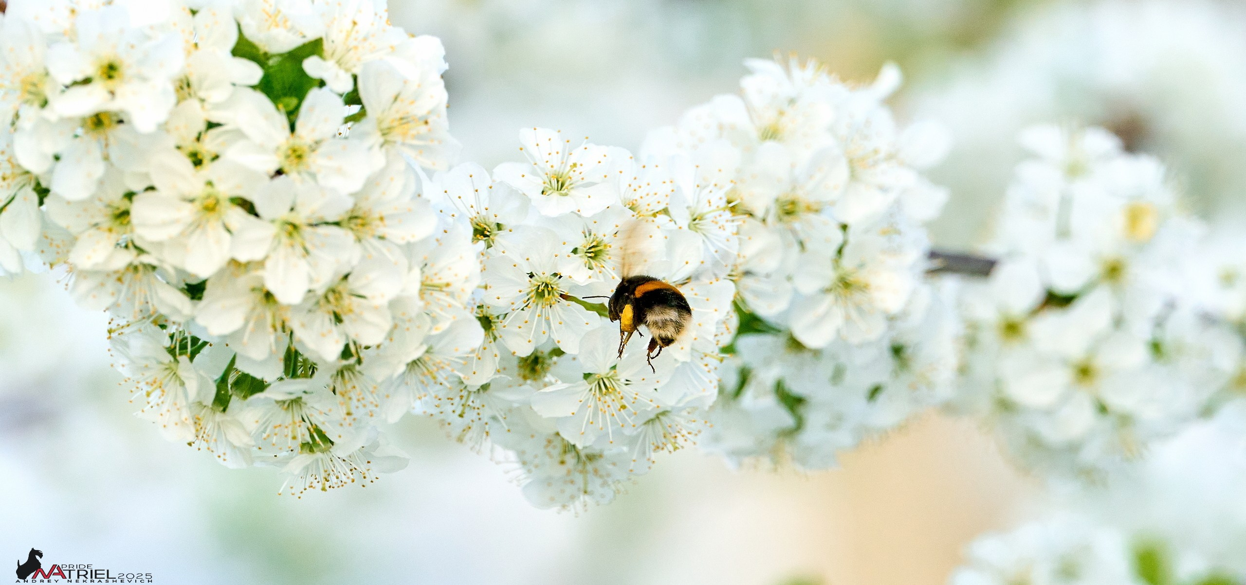Природа в апреле. Всё в цветении!