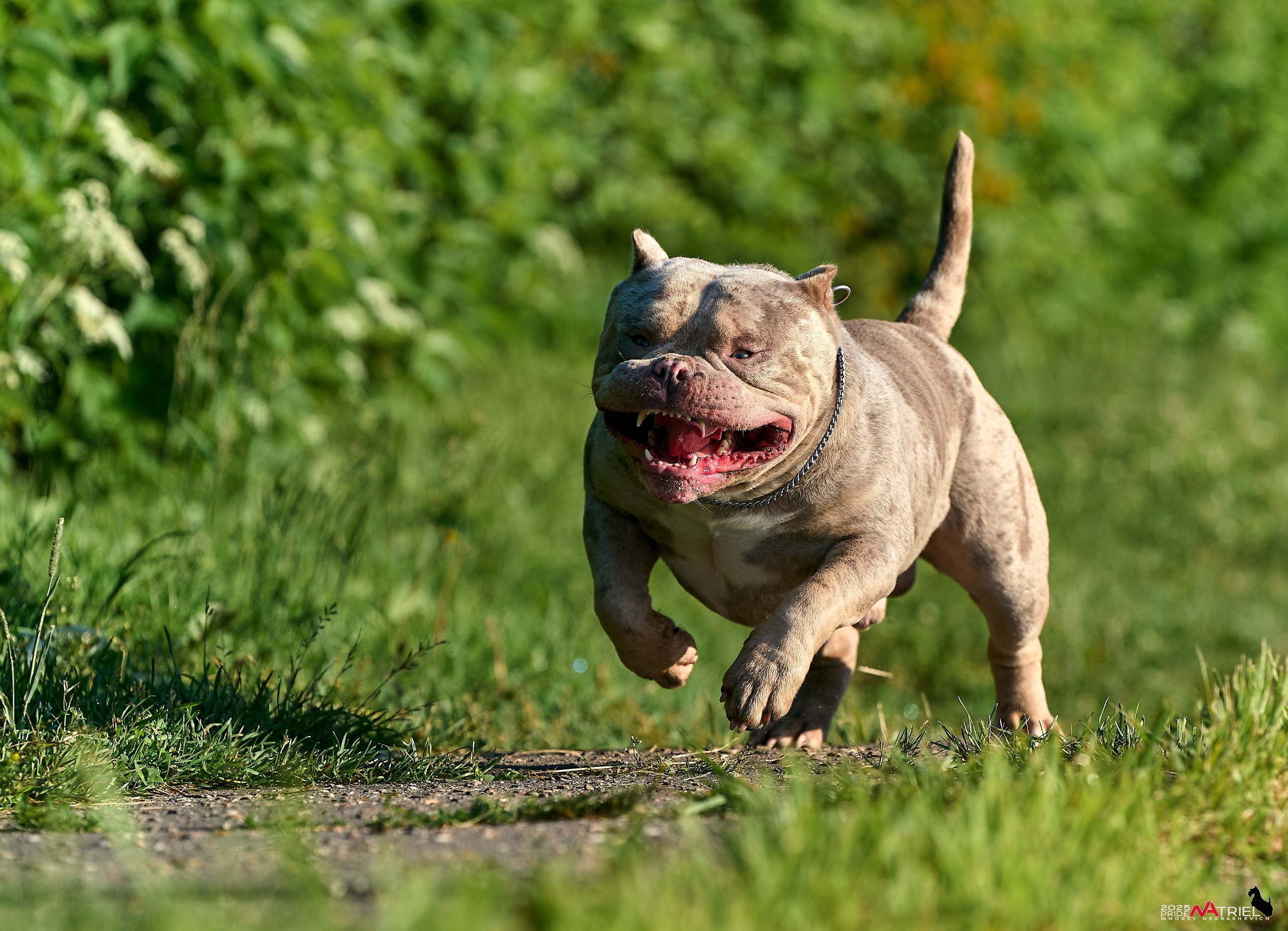 Съемка собак породы булли на природе