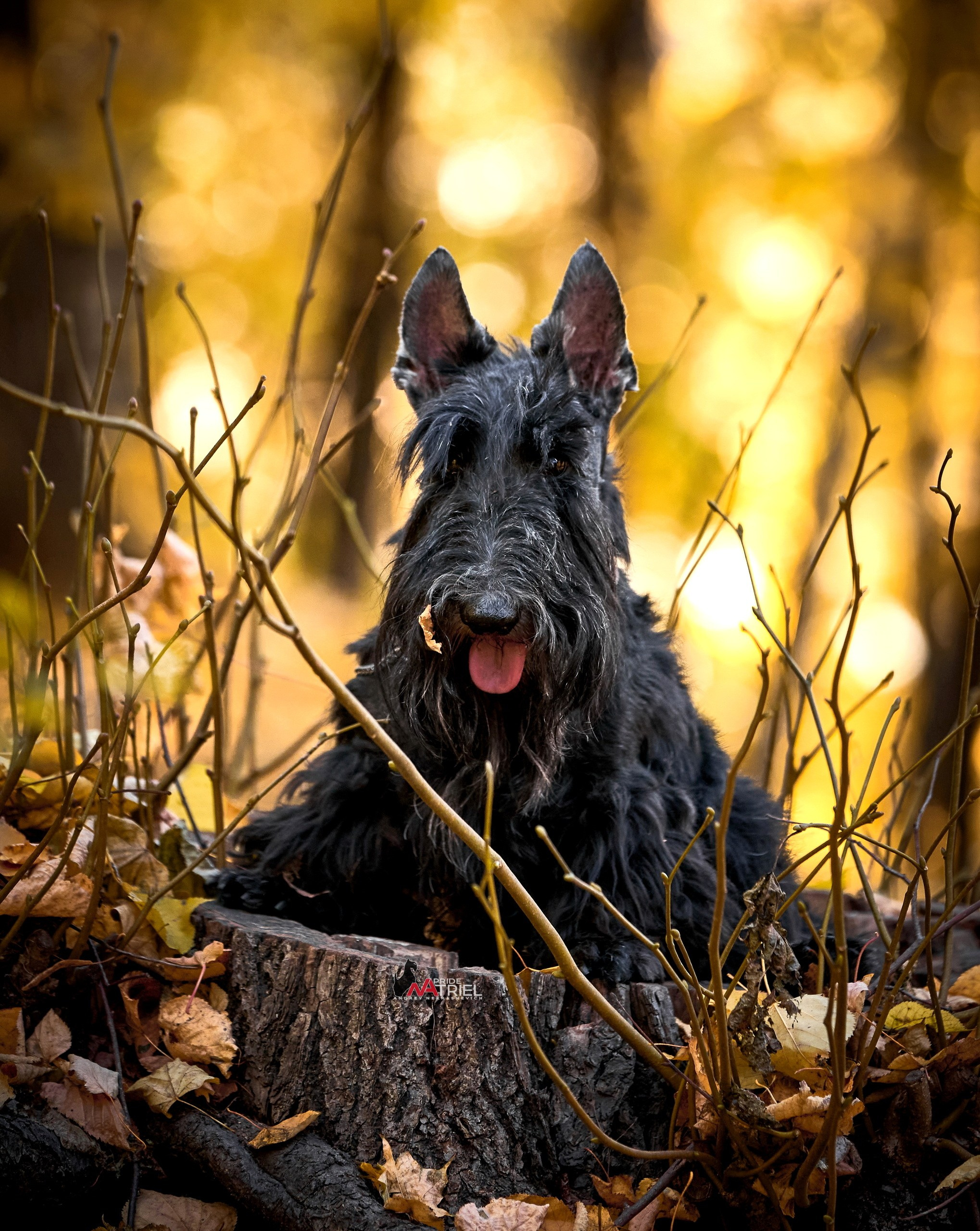 Портреты собак — галерея NATRIEL