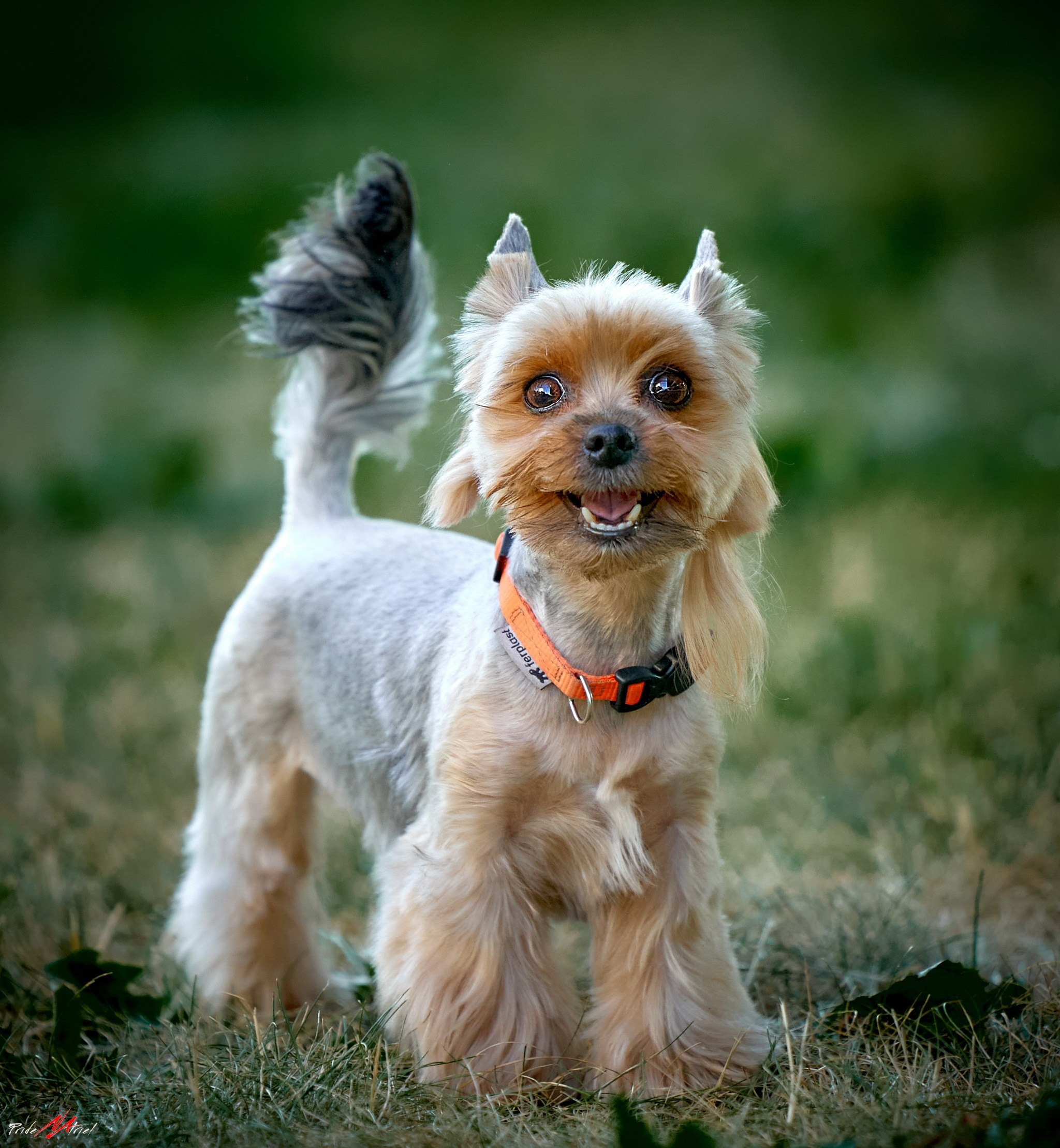 Йоркширский терьер Циля