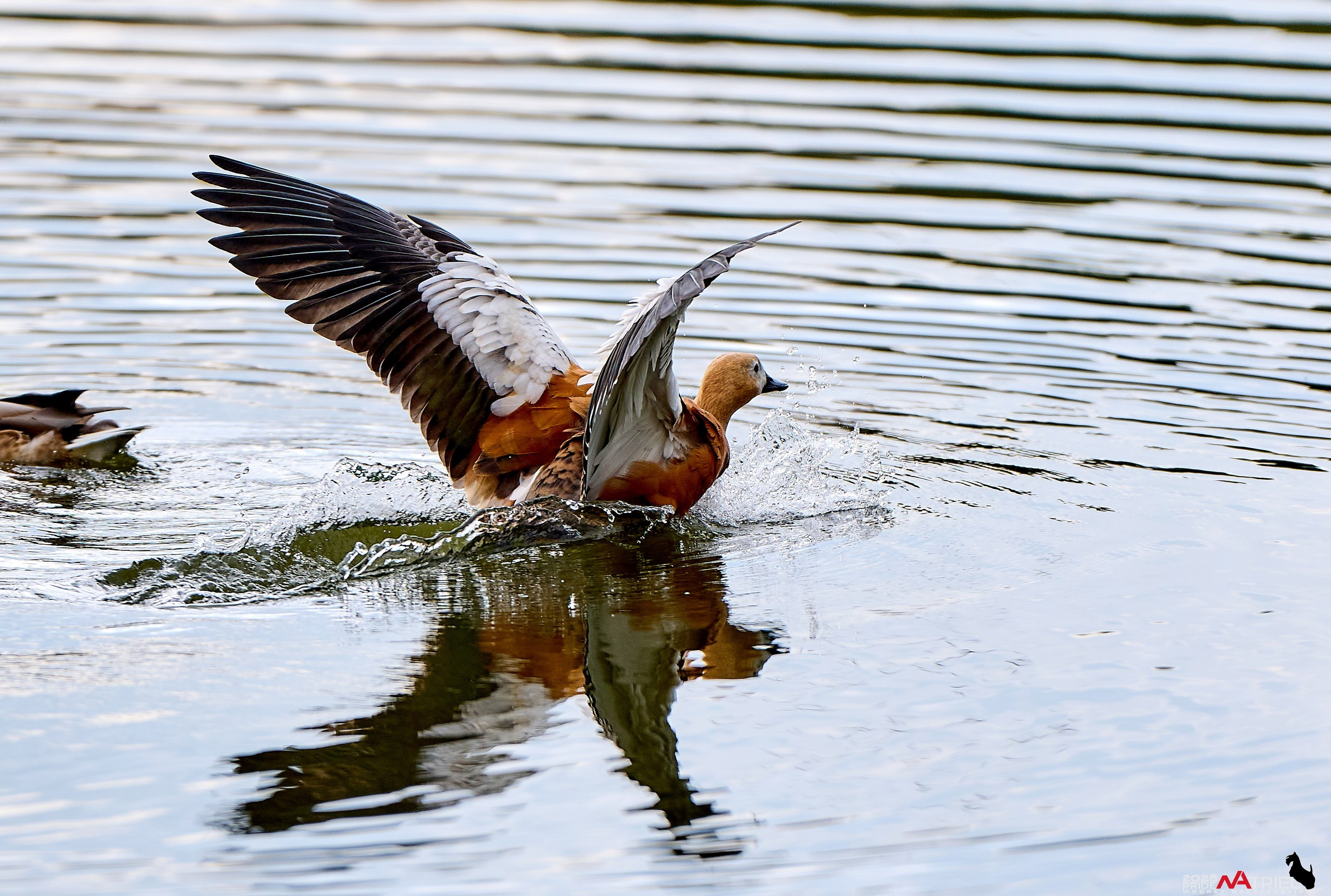Утки на пруду