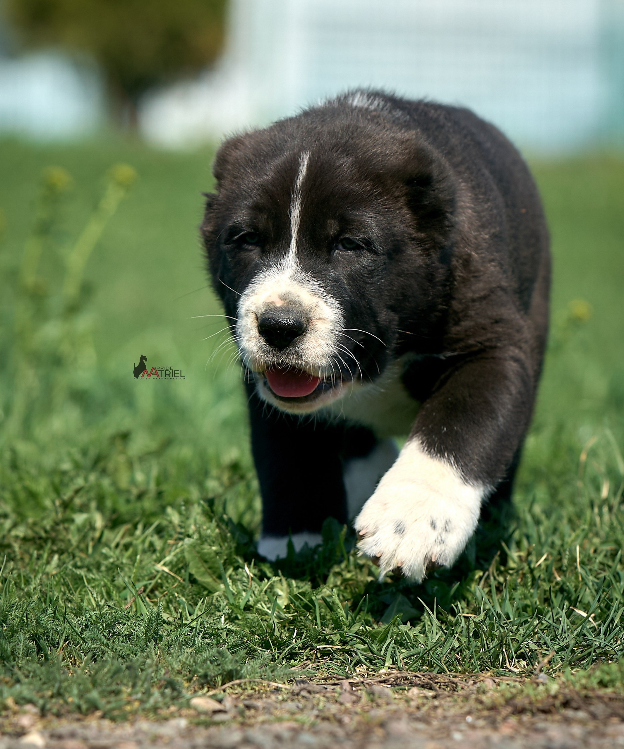 Среднеазиаты — щенки и взрослые
