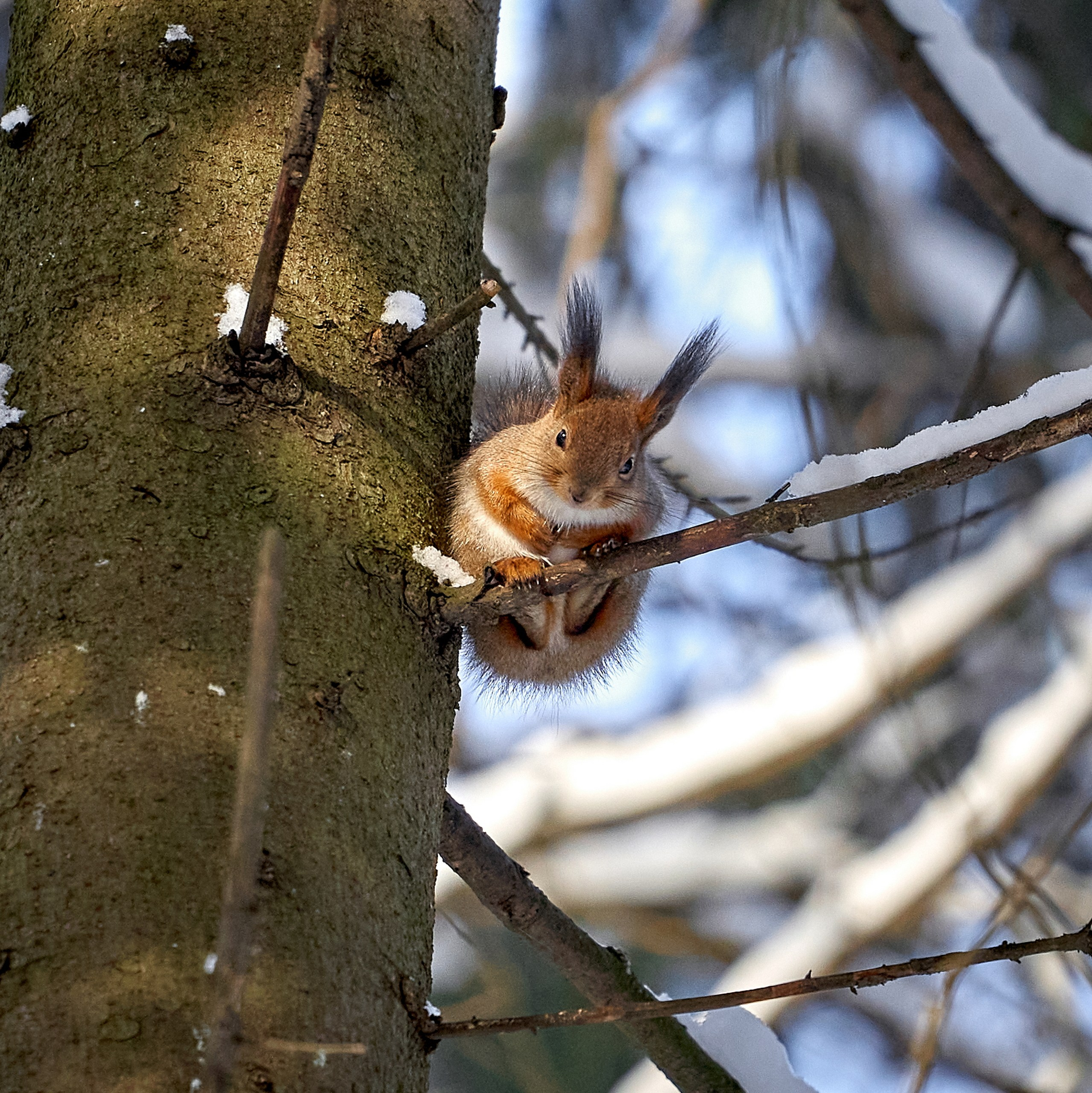 Животные — галерея NATRIEL
